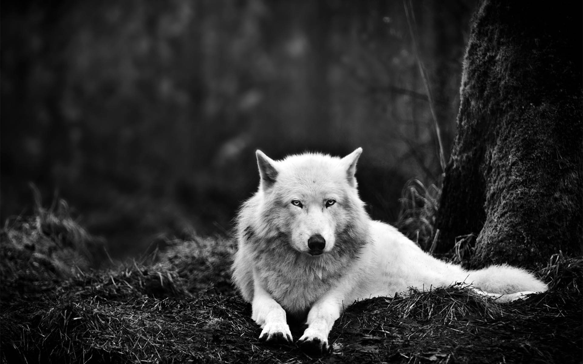 Ghost The Dire Wolf Of Thrones HD 16 10