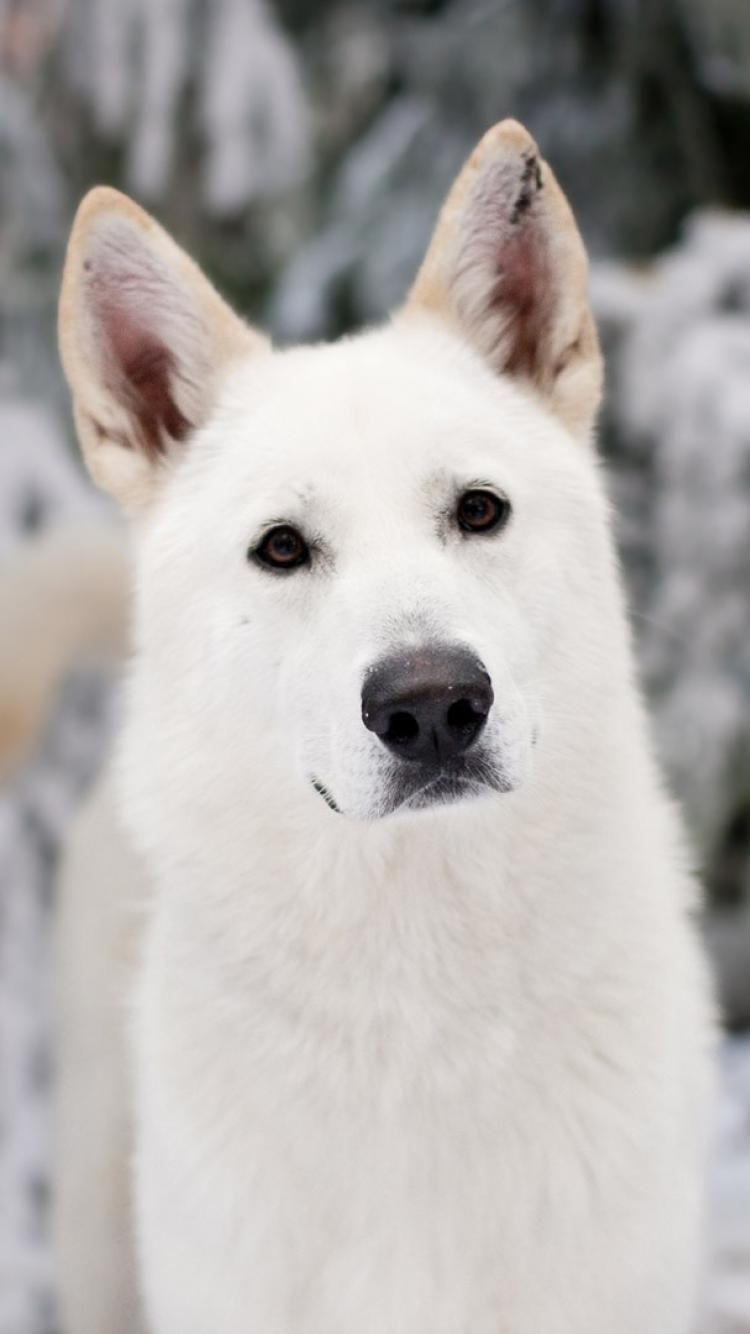 Winter white animals dogs game of thrones direwolf wallpaper