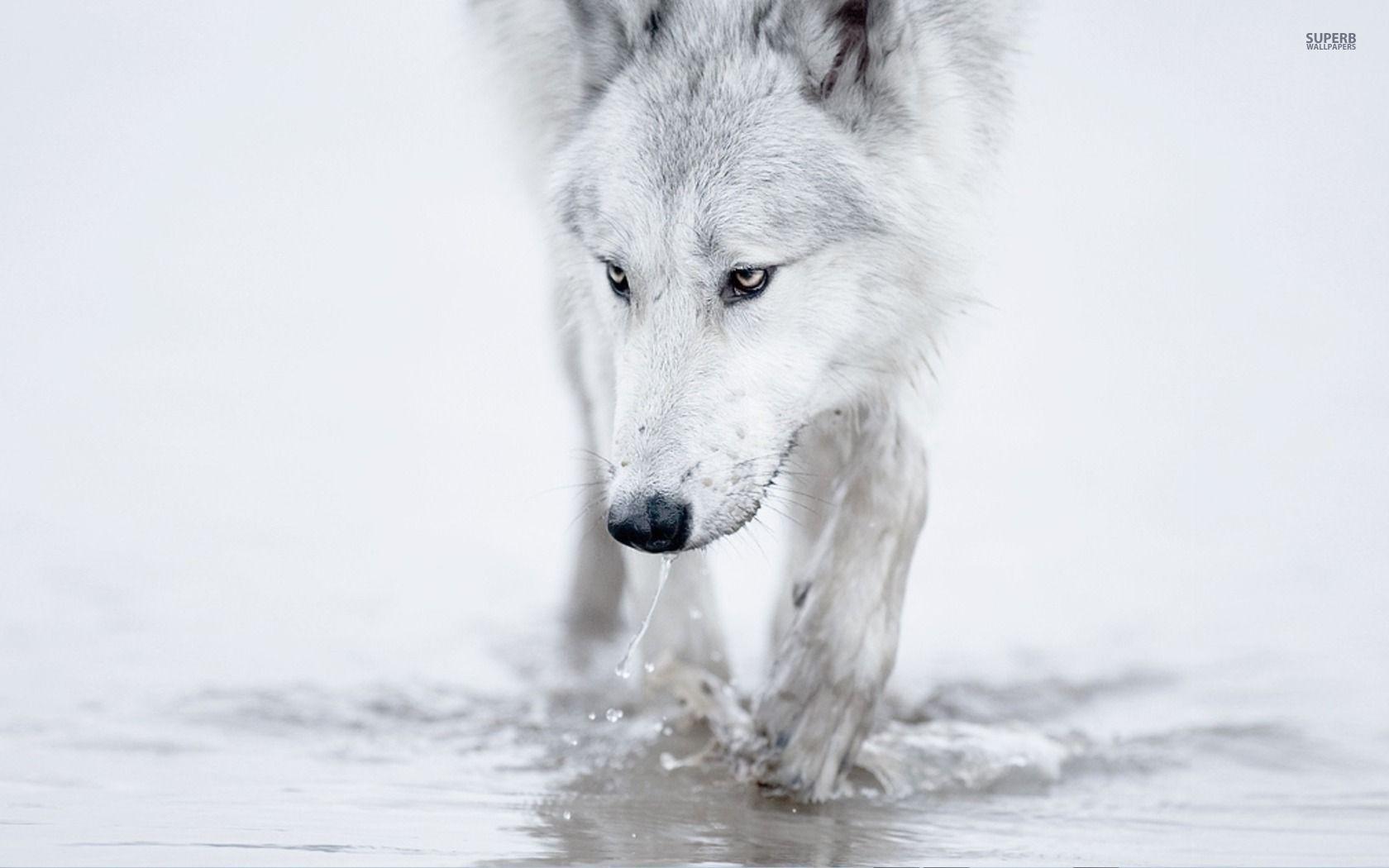 White Wolves Wallpaper