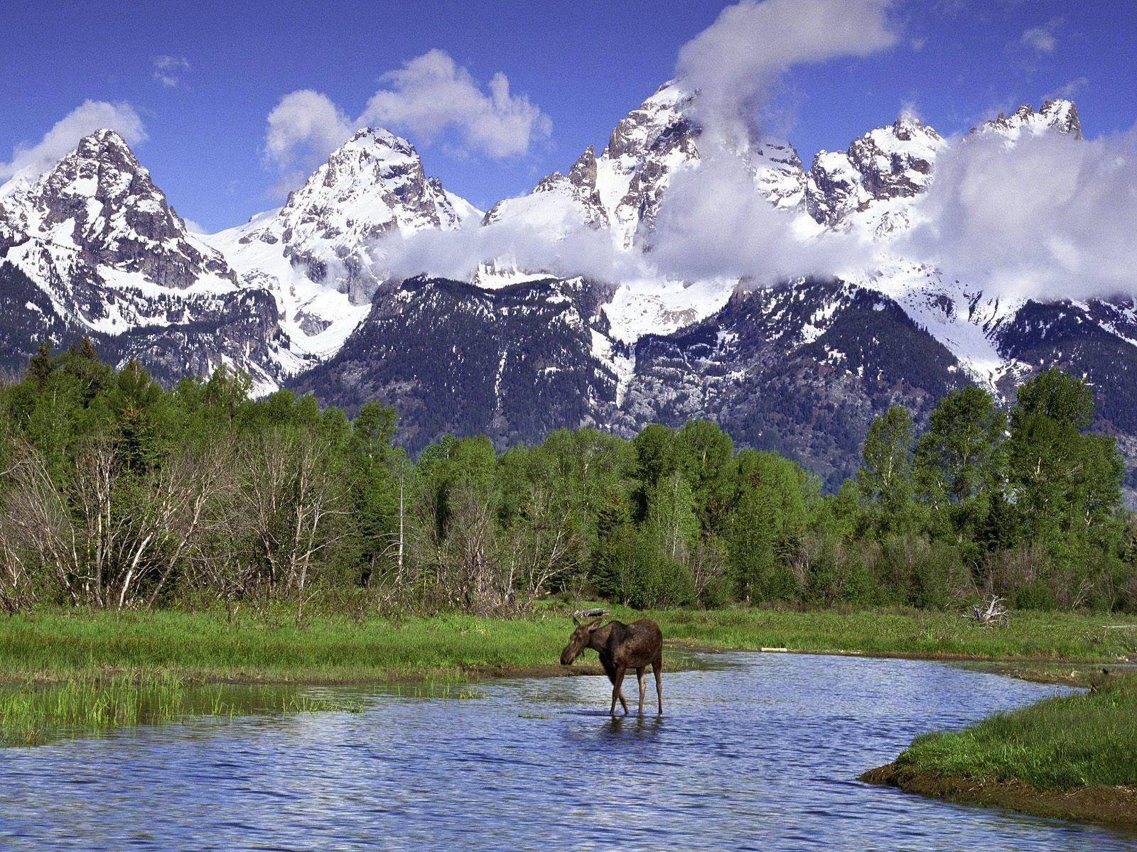 Nature: Moose Wading In A River, Grand Teton National Park