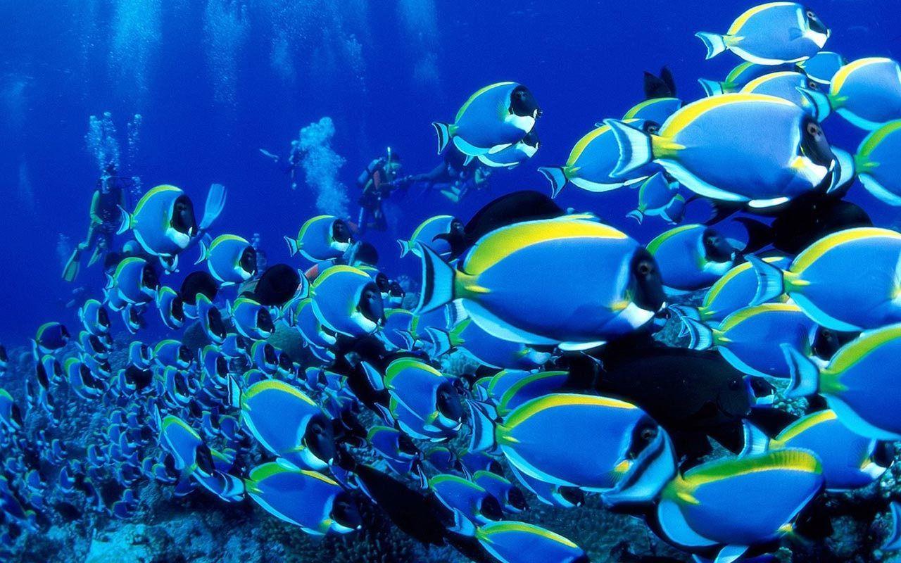 48 Blue Ocean Wallpaper with Fish  WallpaperSafari
