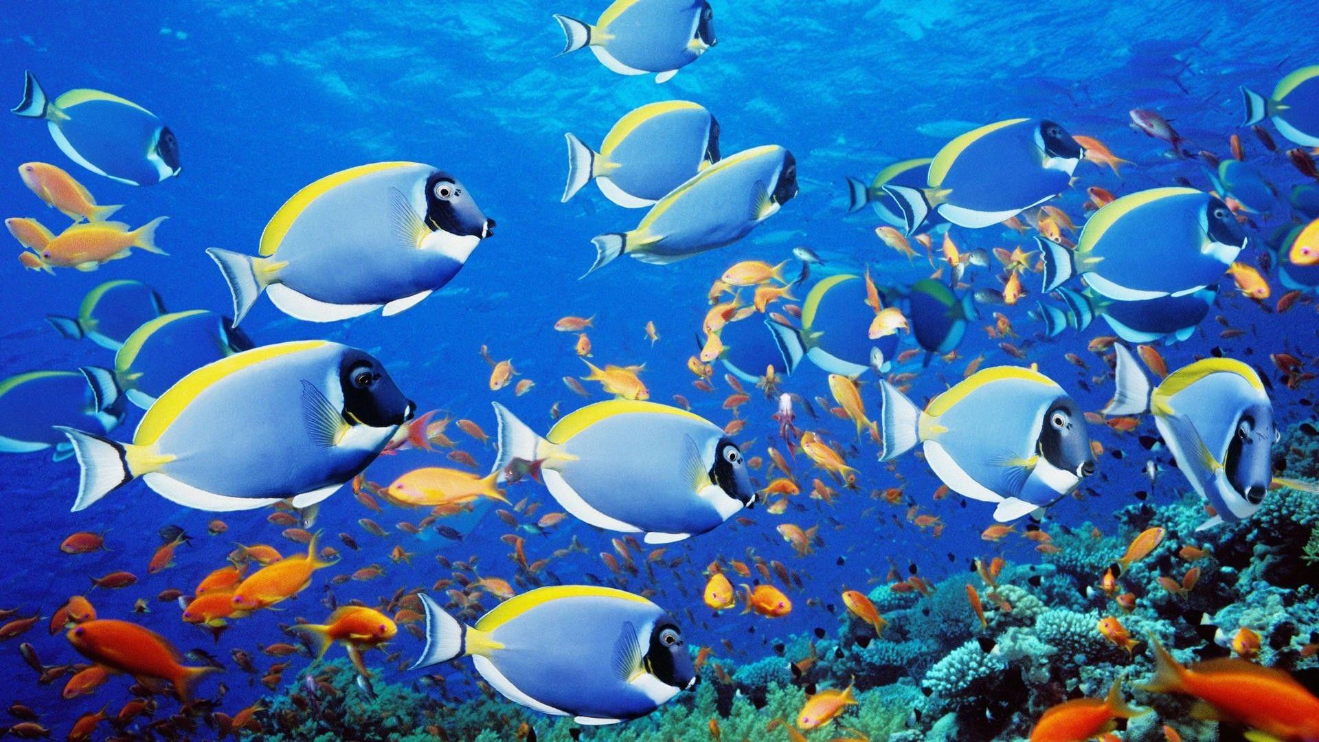 Blue fish in the tropics wallpaper and image