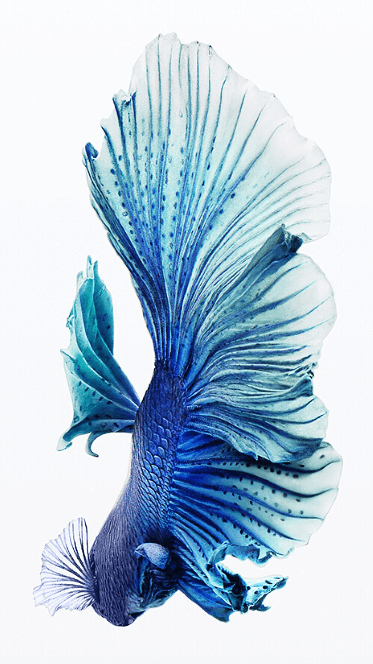 Blue Fish Wallpaper Free PNG ImageIllustoon