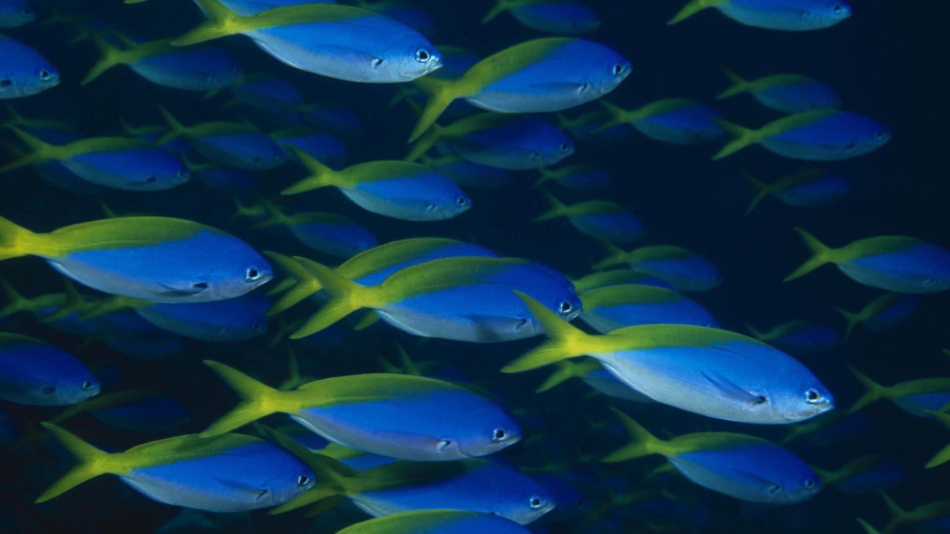 Blue Fish Image