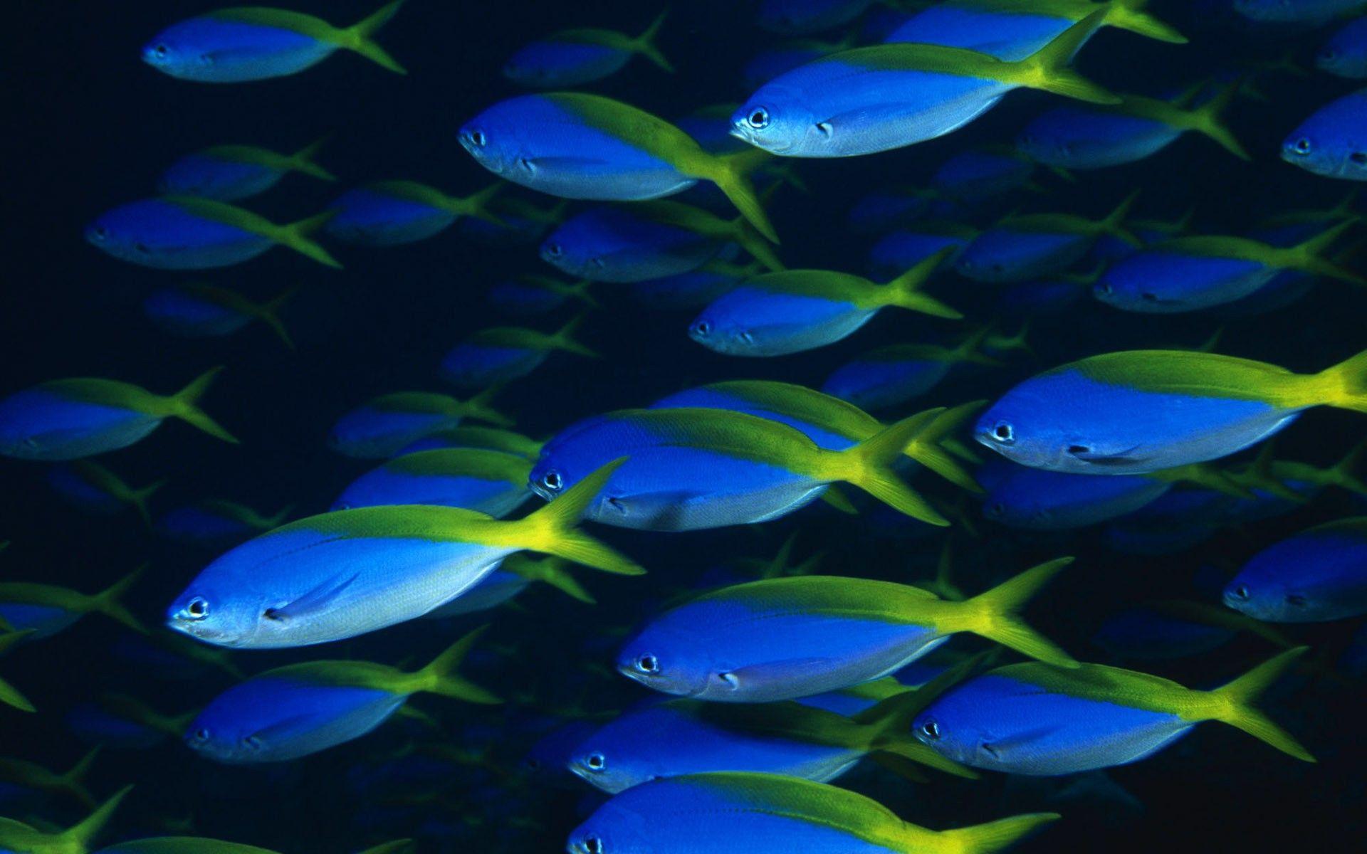 A flock of blue fish wallpaper and image, picture