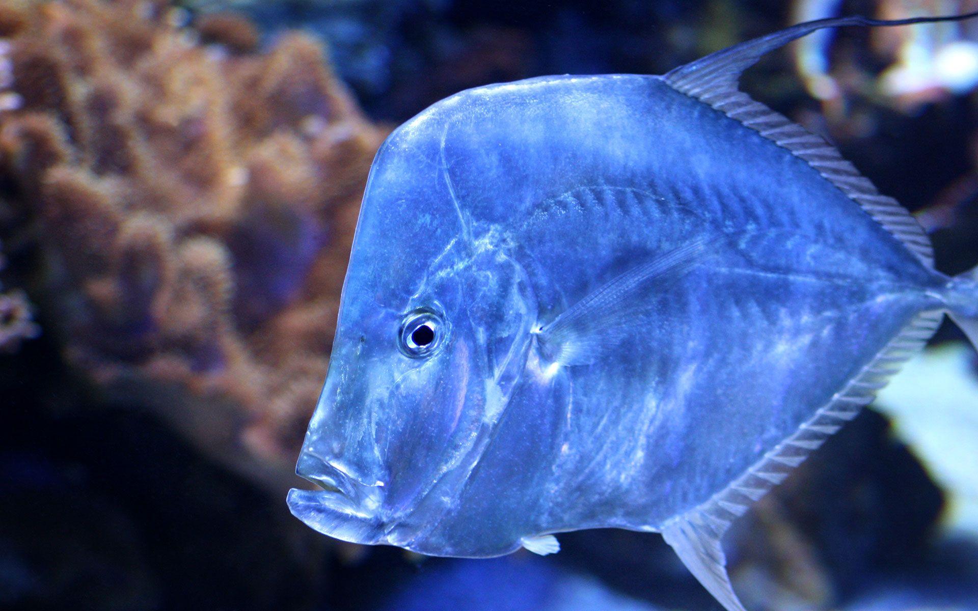 1600x1200px Blue Fish (616.99 KB).03.2015