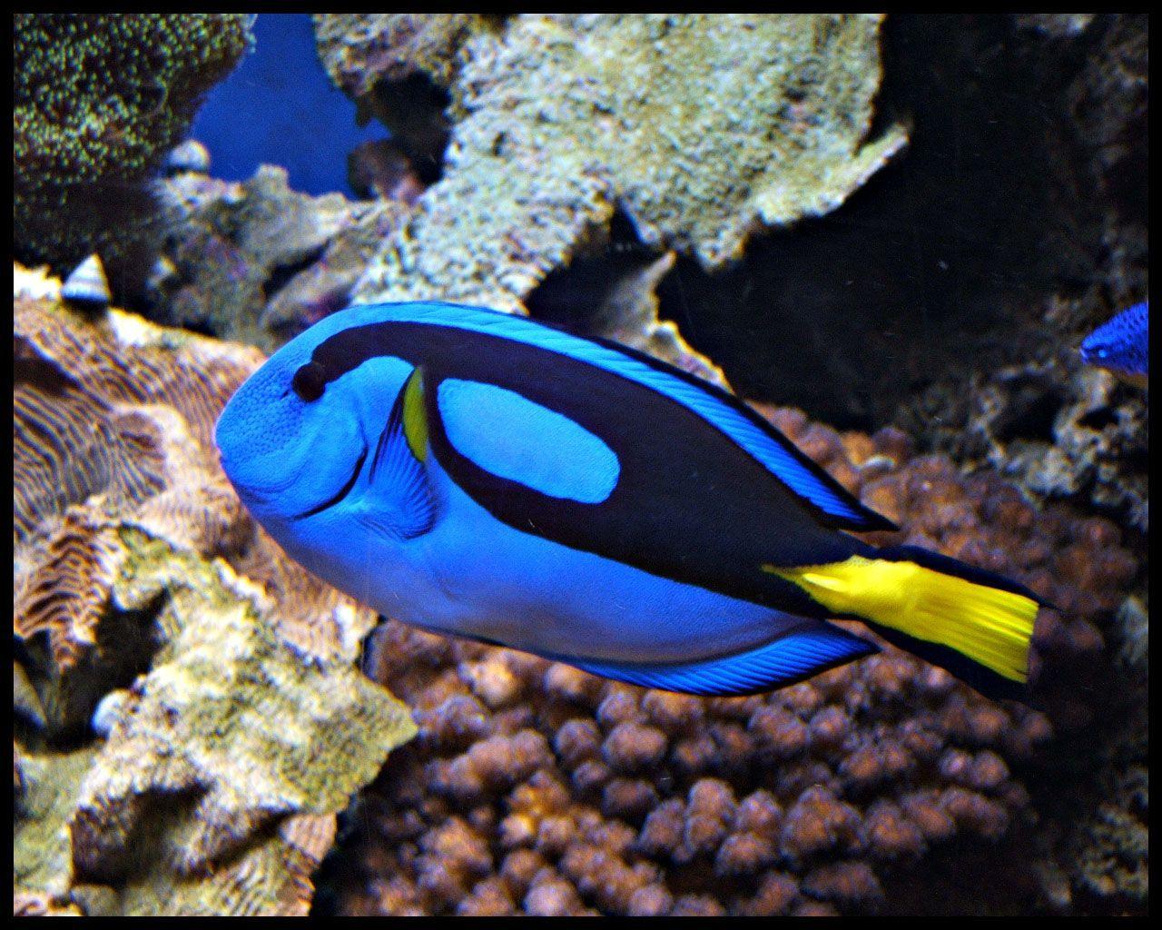 Blue Tang Fish Wallpaper Cute and Docile
