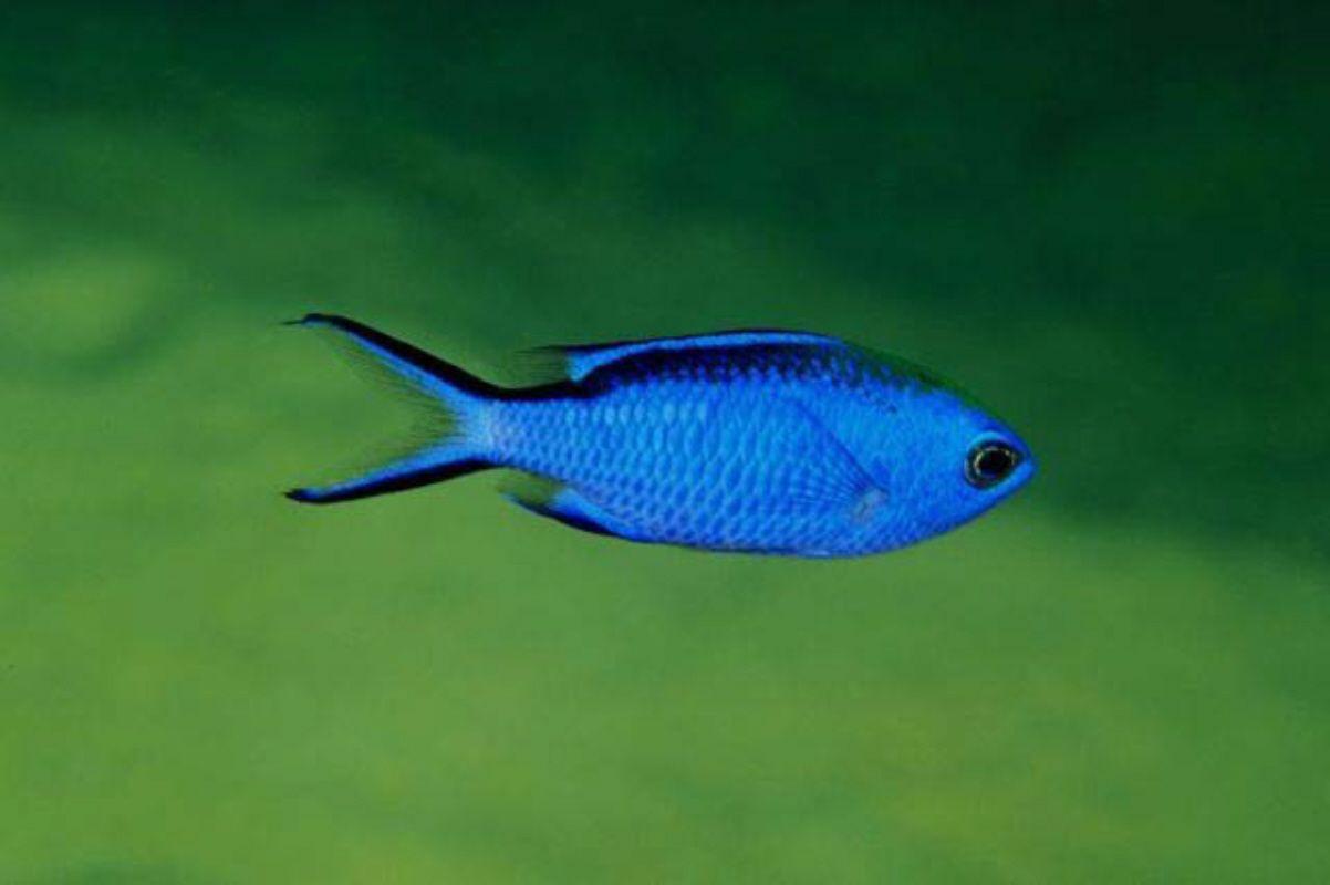 1920x1200px Blue Fish (341.07 KB).09.2015