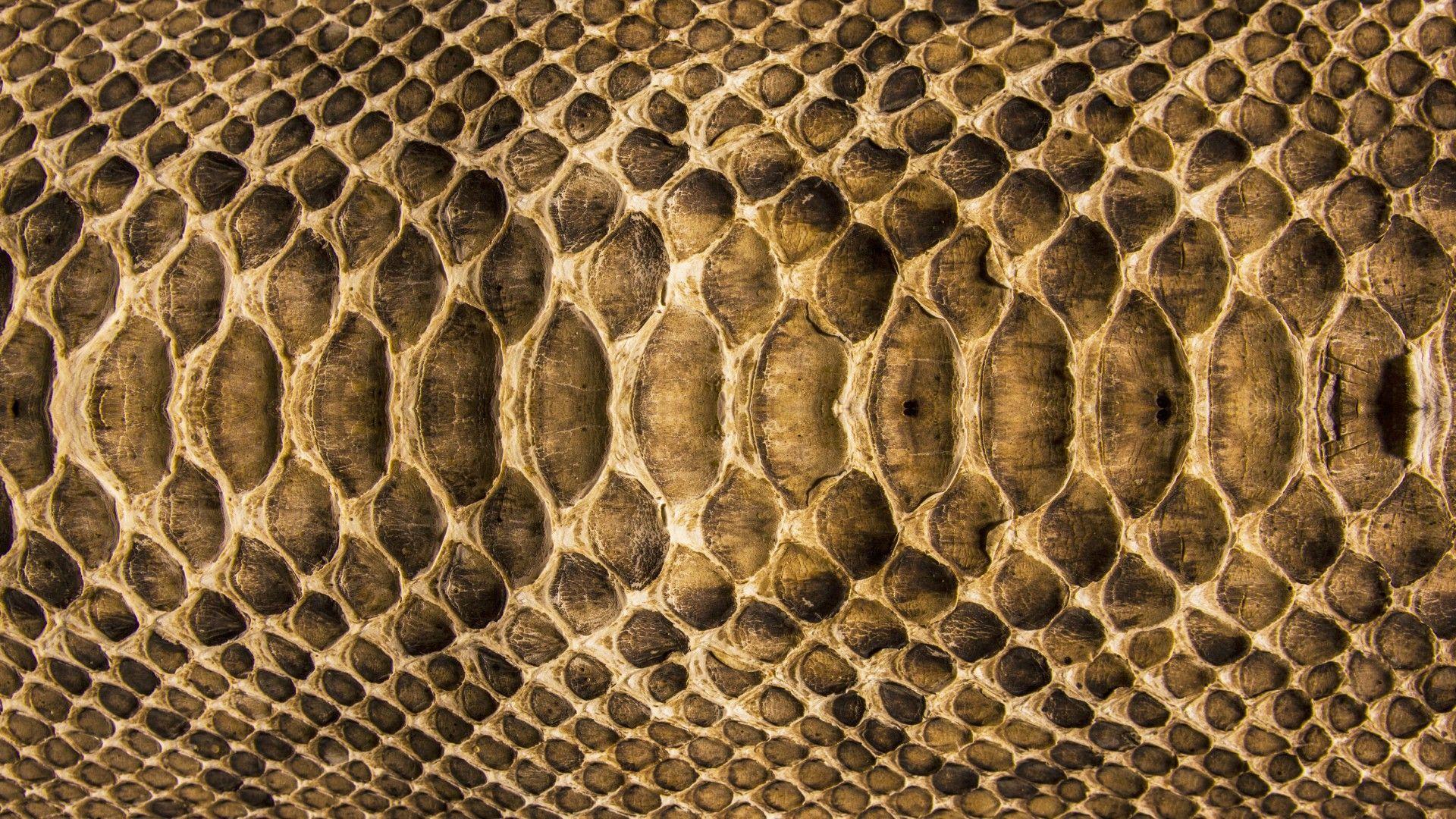 Snake Skin Wallpaper, Find best latest Snake Skin Wallpaper