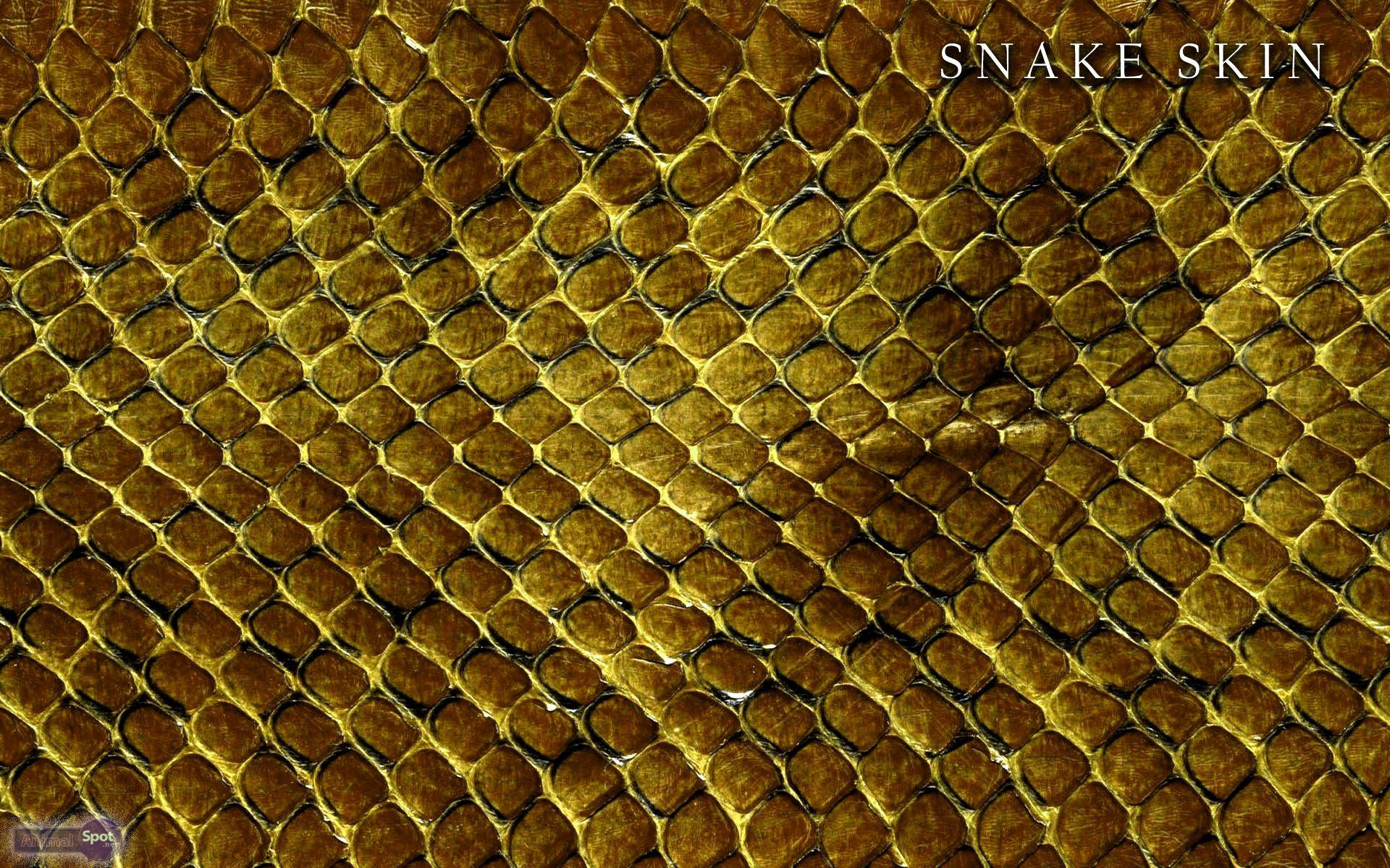Black Snake Skin Wallpaper