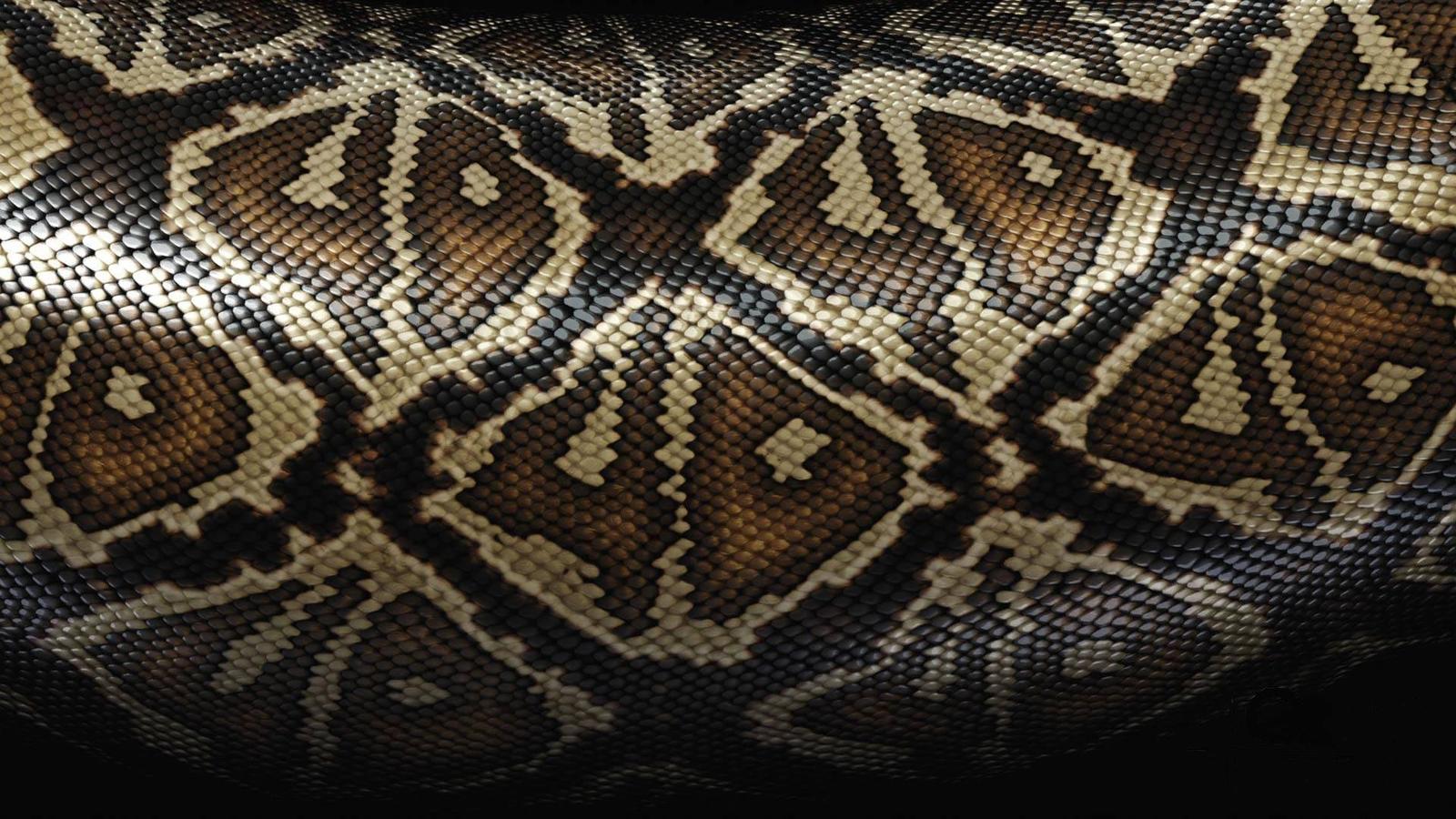 Snake Skin Wallpaper 29850 1600x900 px