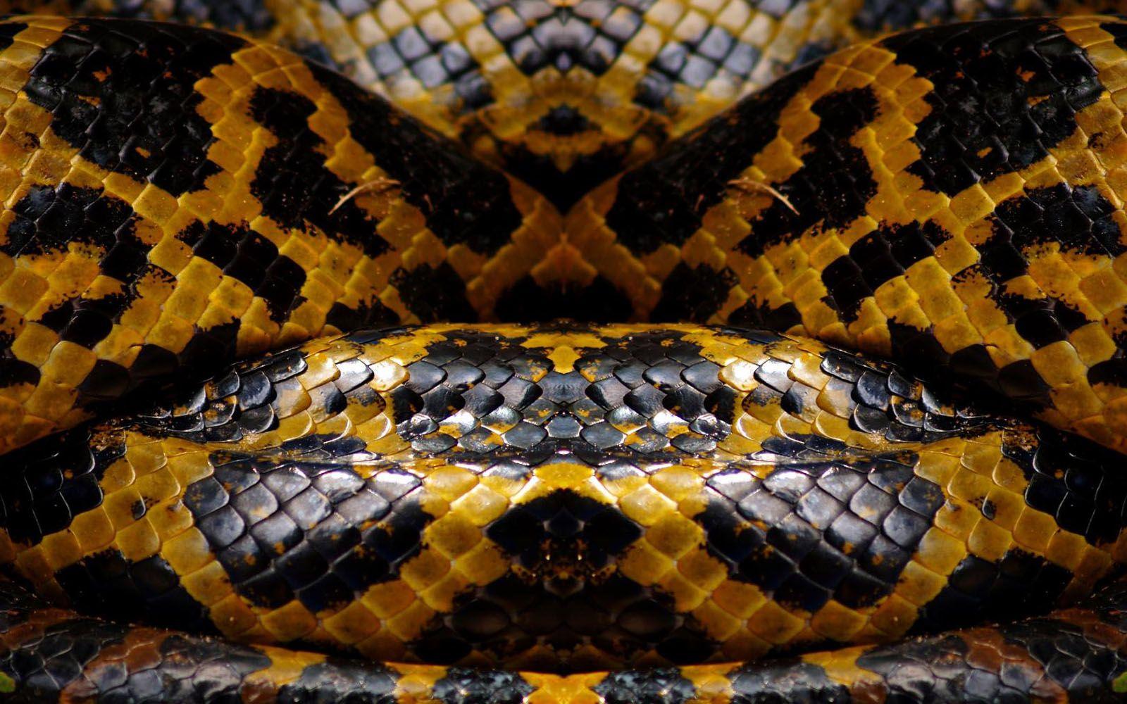 Snake Skin Wallpaper Desktop Wallpaper