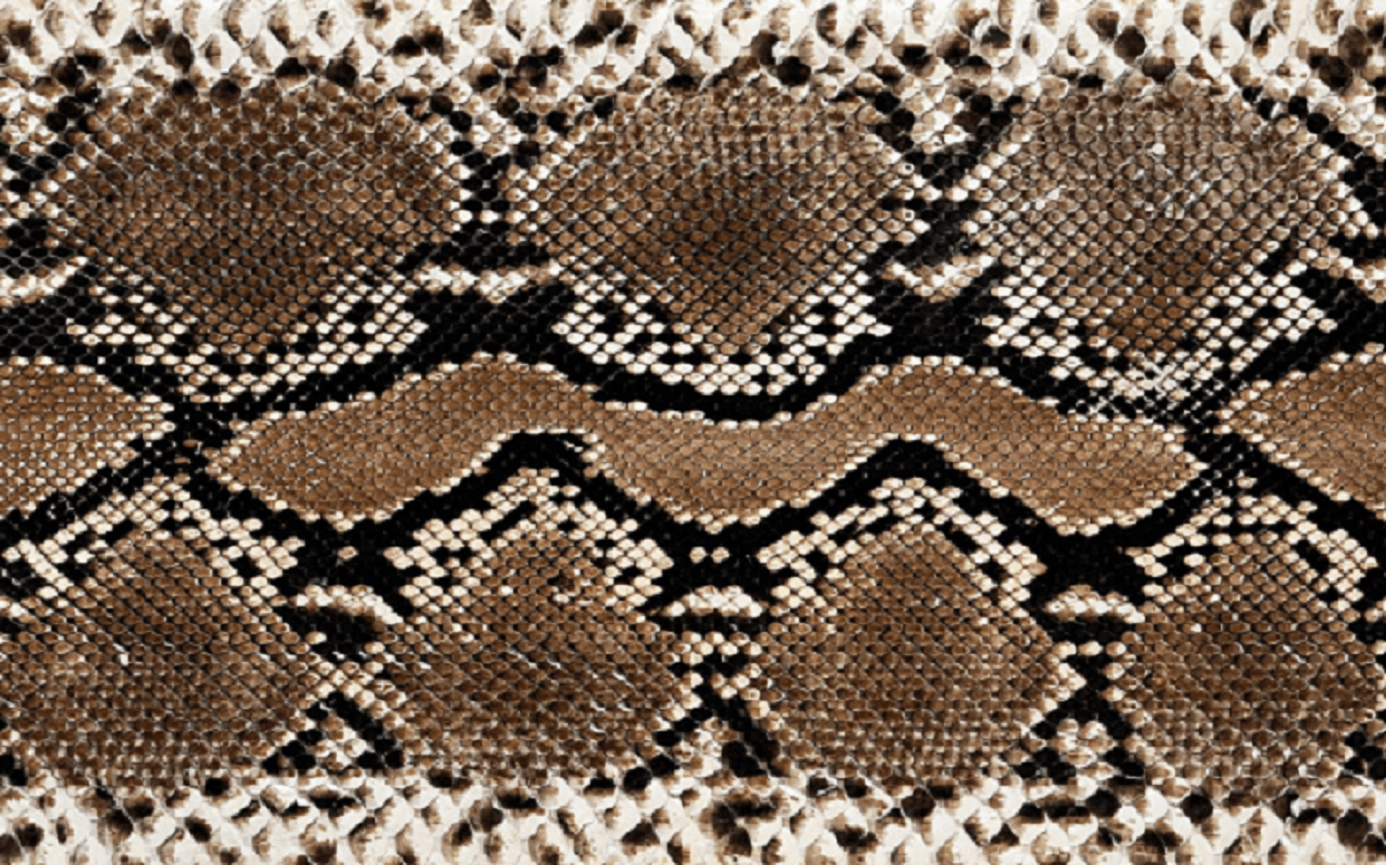 Image result for skin ball python. Rv bus camper