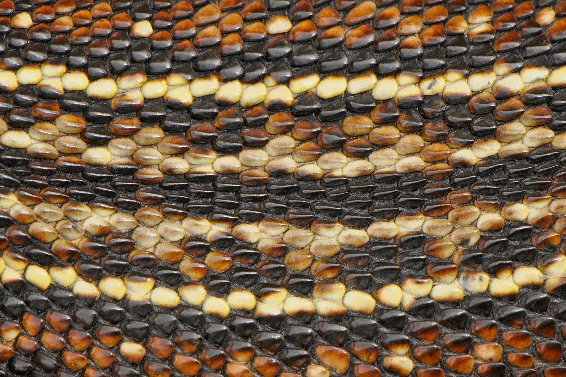 snakeskin snake leather close up HD wallpaper
