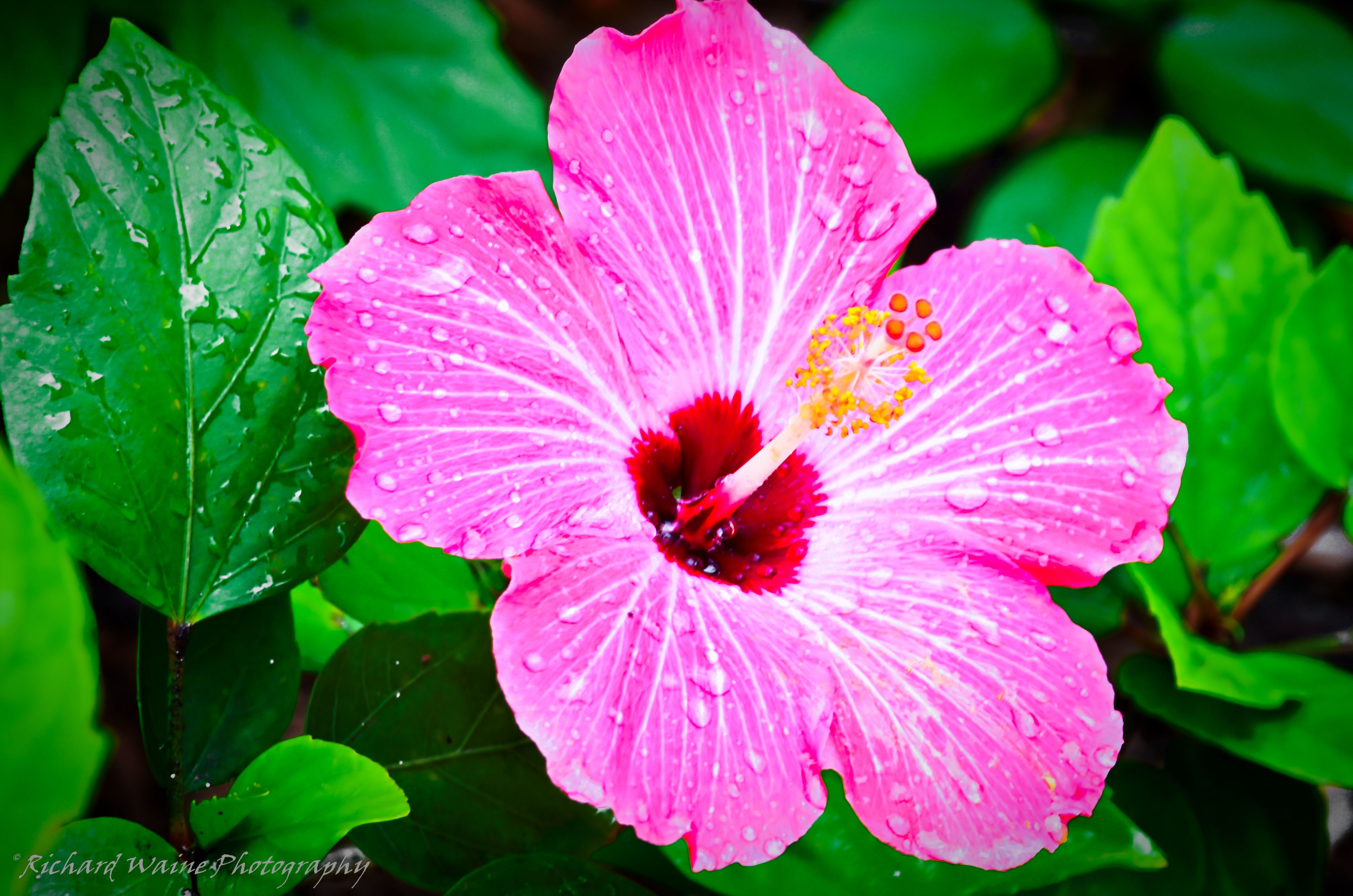 Tropical Flowers Wallpapers Wallpaper Cave Tropical Flowers Wallpapers Wallpaper Cave