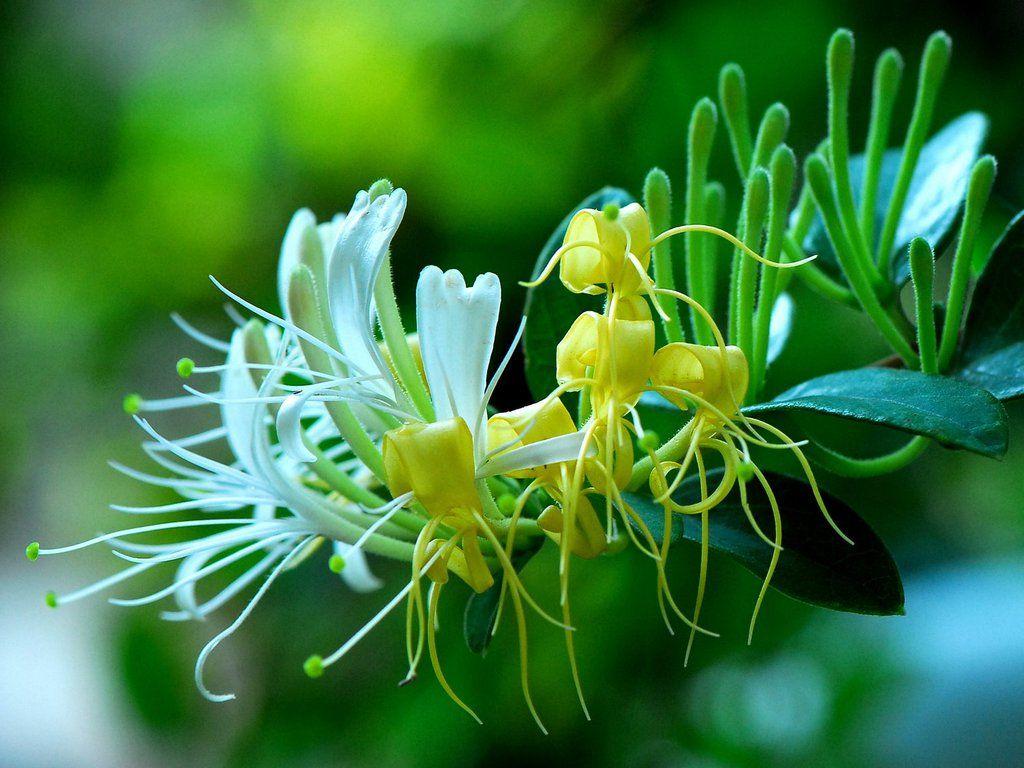best wild flowers image. Exotic flowers, Wild