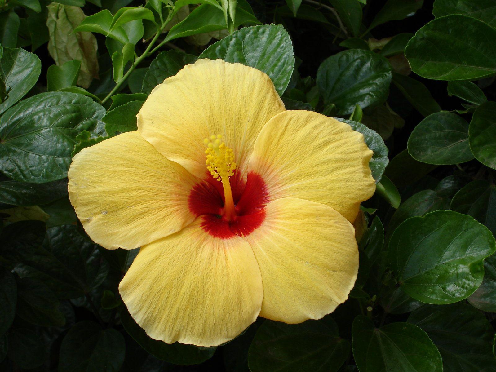 Tropical Flowers Wallpapers - Wallpaper Cave