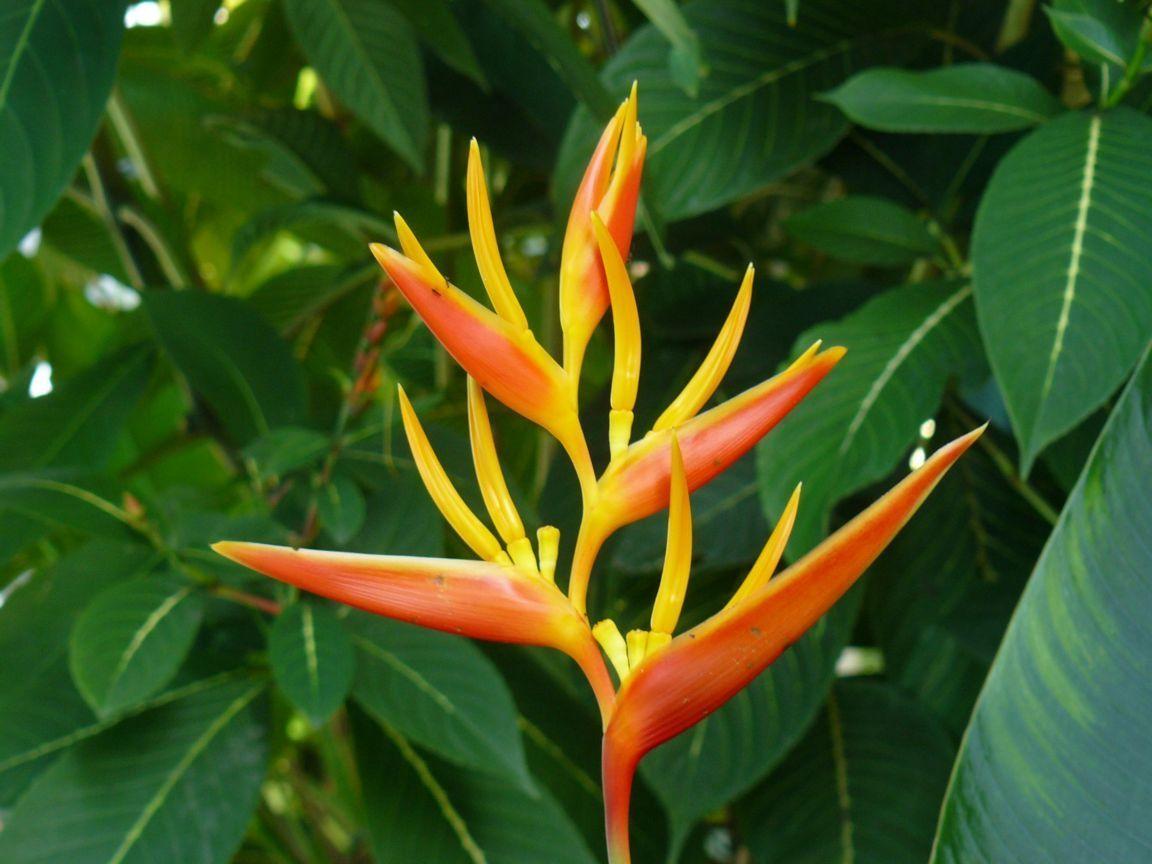 One of The Many Tropical Flowers.. click to see full size