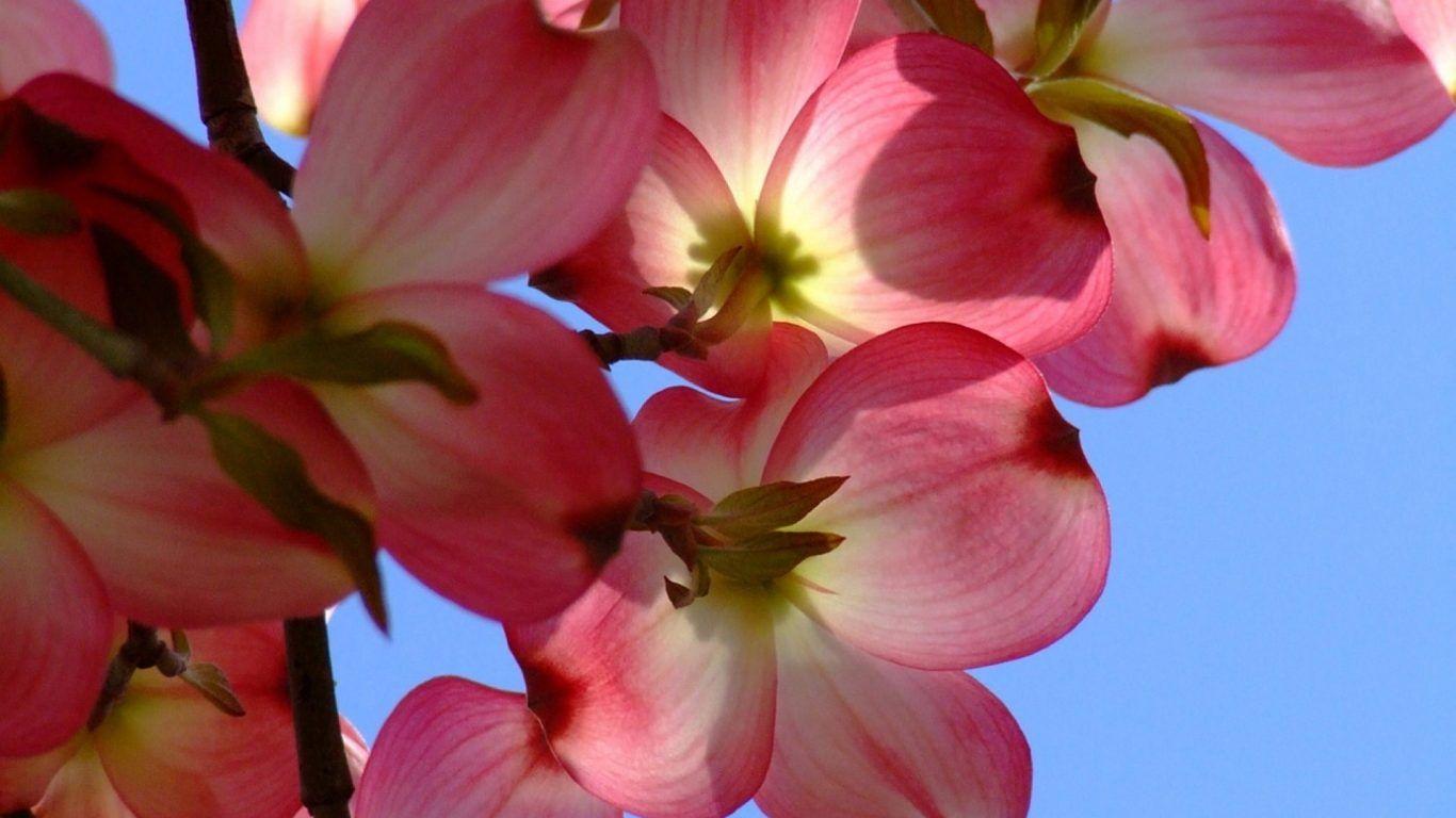 Flowers: Pink Azaleas Flowers Life Teacup Full HD Wallpaper for HD