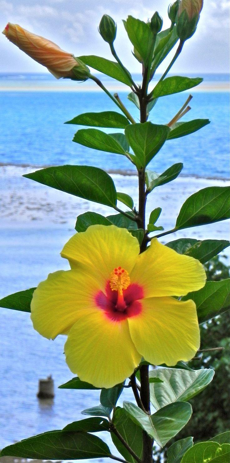 Tropical flowers ideas. Hawaii flowers