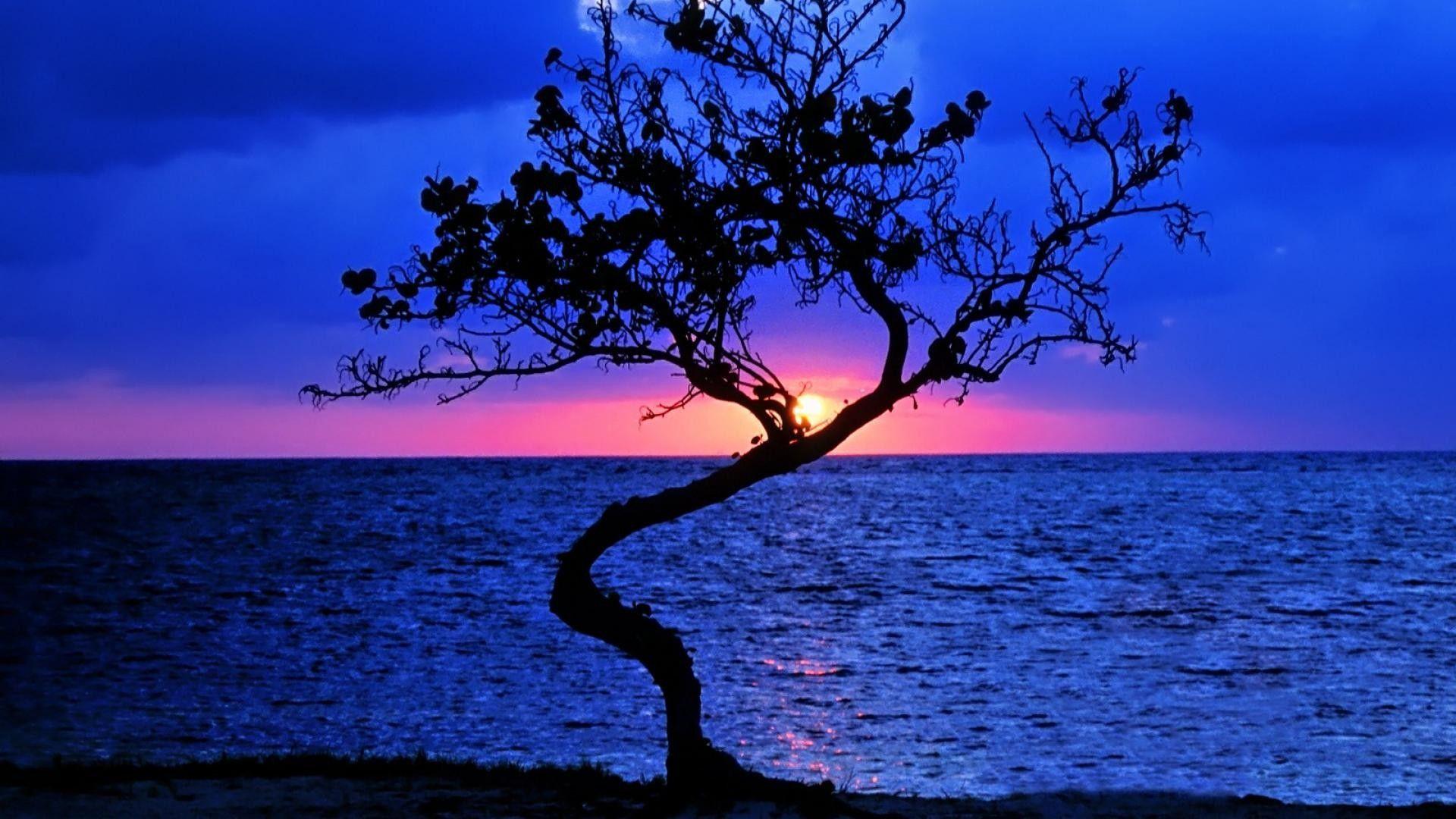 Sunsets: Wonderful Sunset Lonely Tree Beautiful Belize Horizon