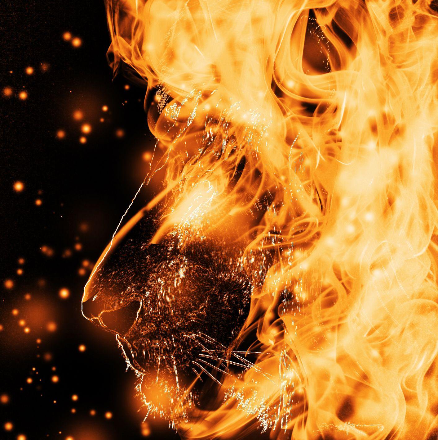 Fire Lion | Lion wallpaper, Fire lion, Lions