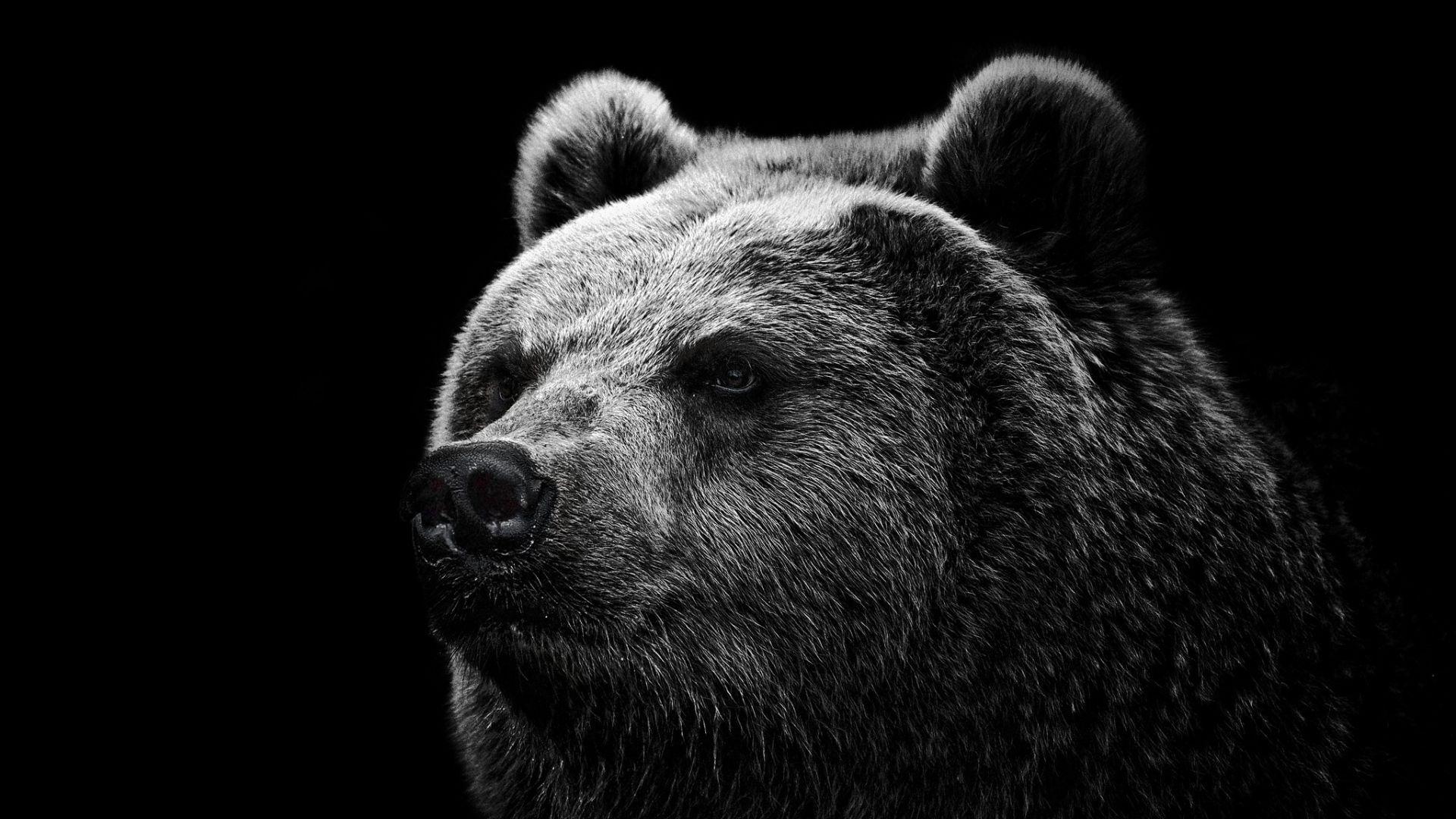 Full HD 1080p Bear Wallpaper HD, Desktop Background 1920x1080