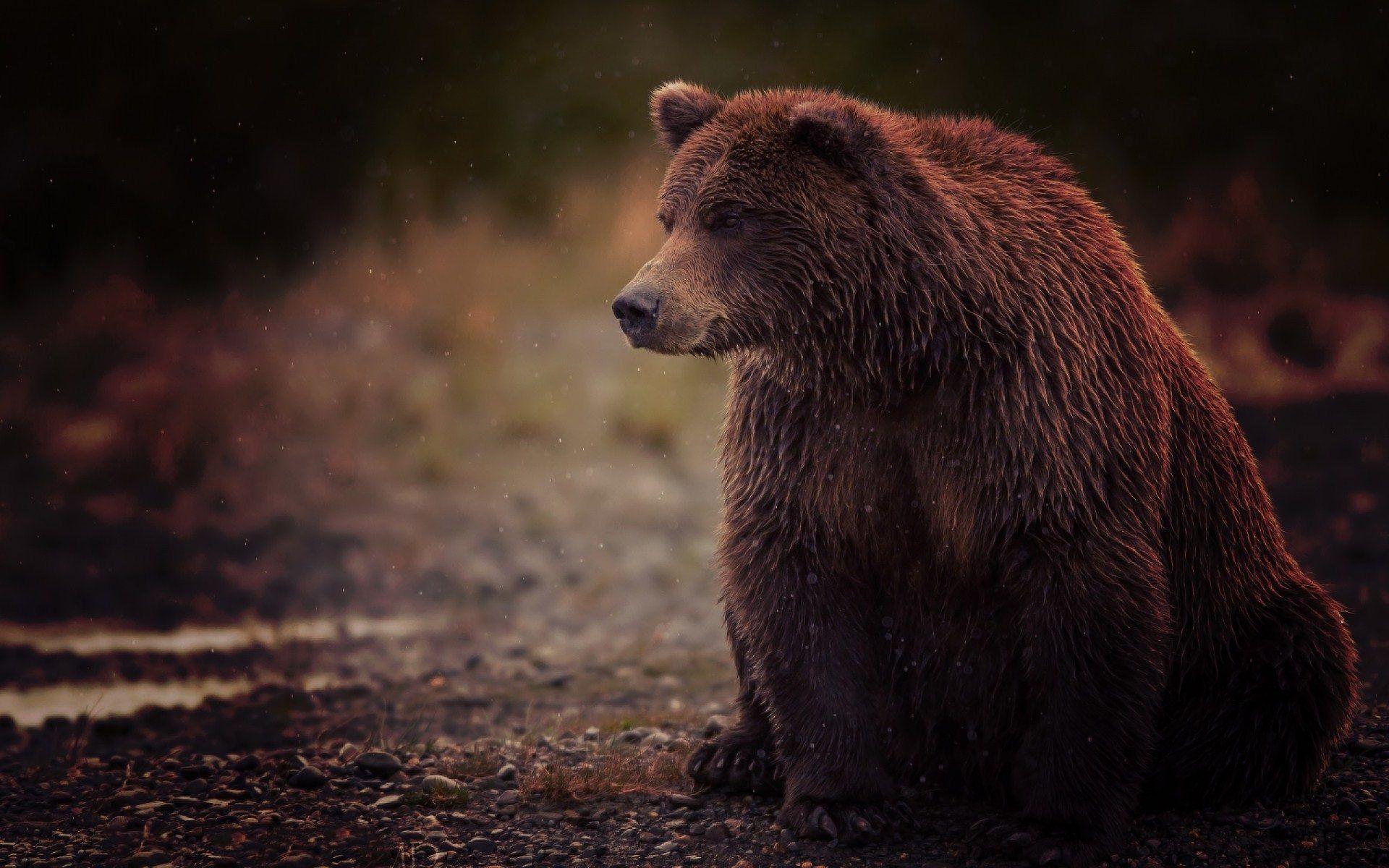 Grizzly bear. GFXHive. HD Wallpaper