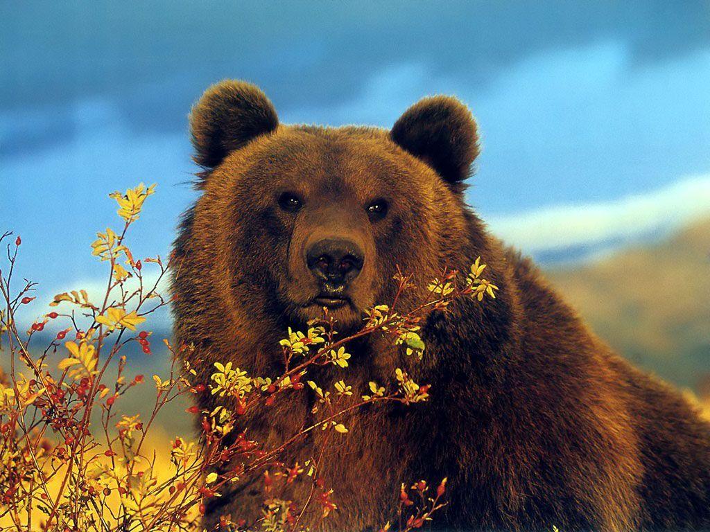 Grizzly Bear Wallpaper Big Grizzly Wallpaper