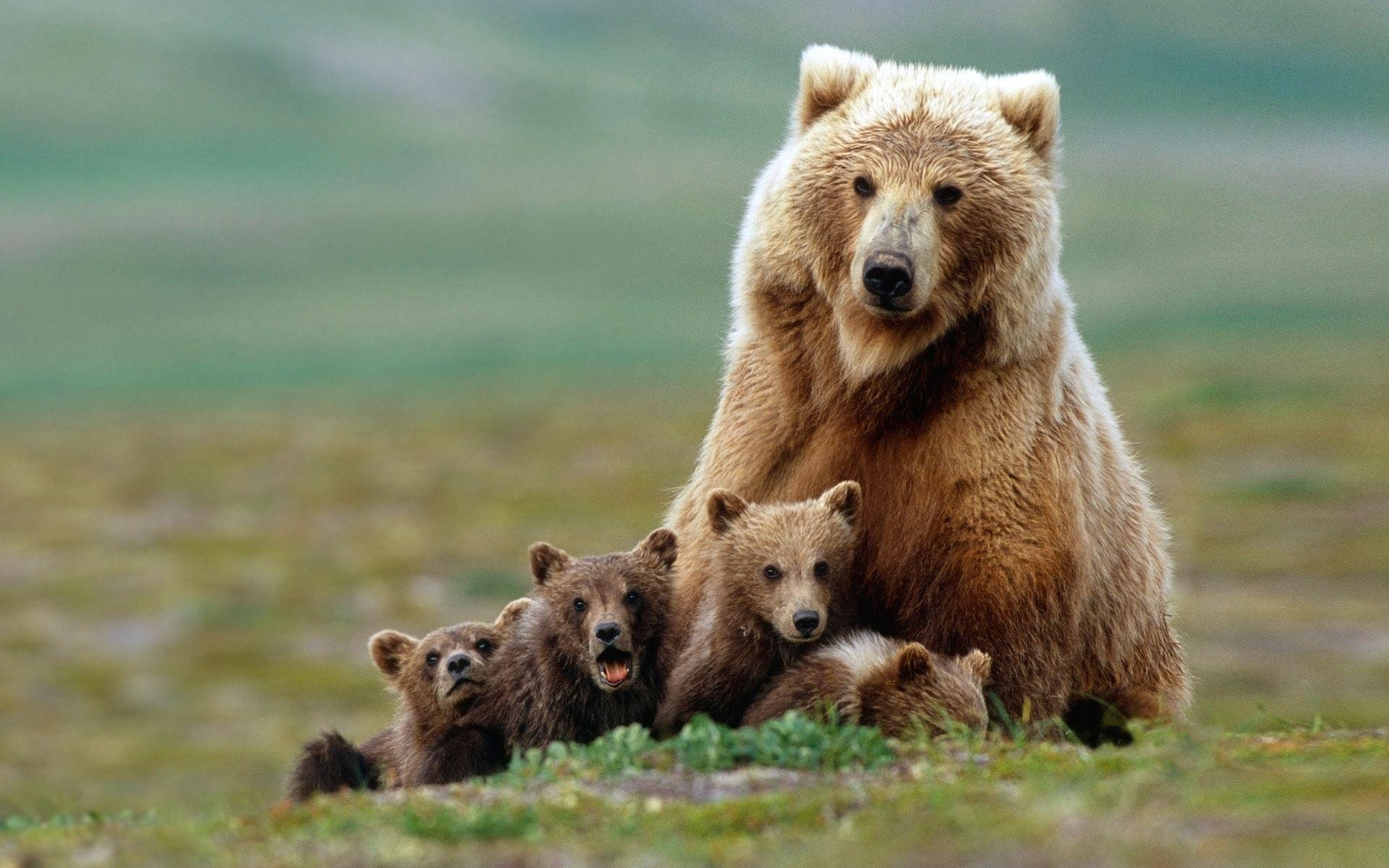 Baby Grizzly Bears