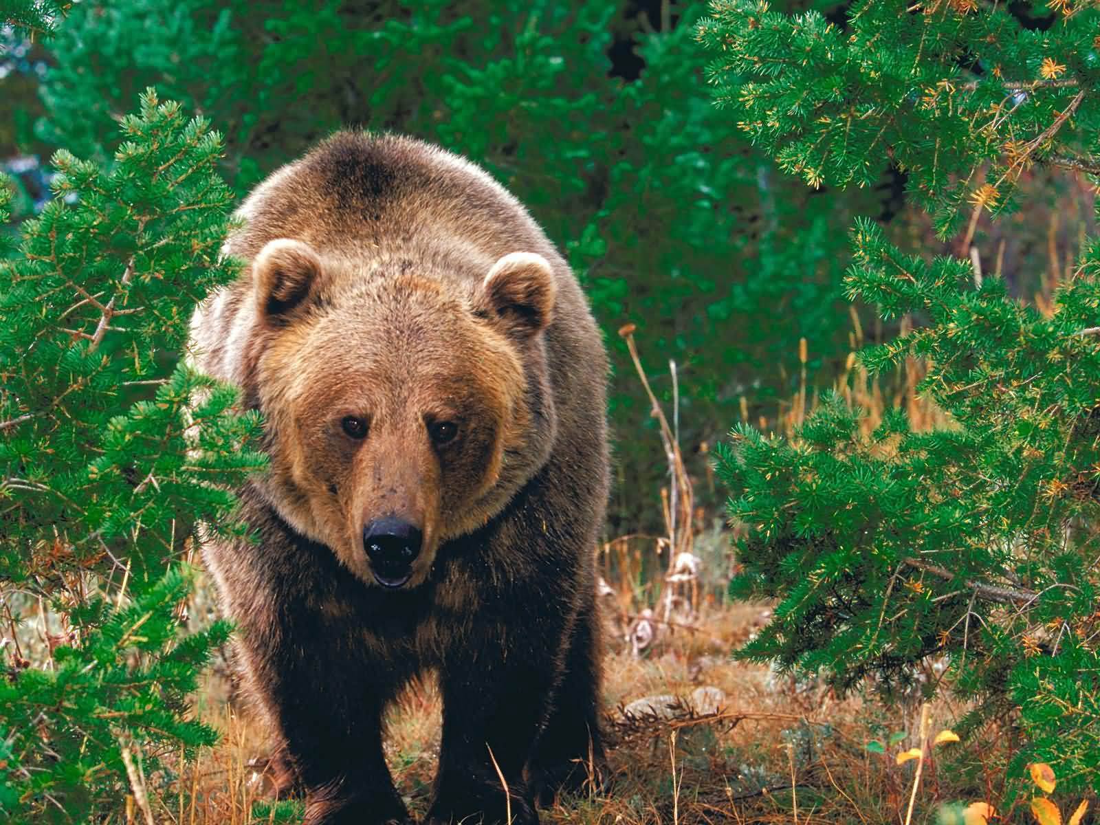 Free Grizzly Bear Wallpaper download