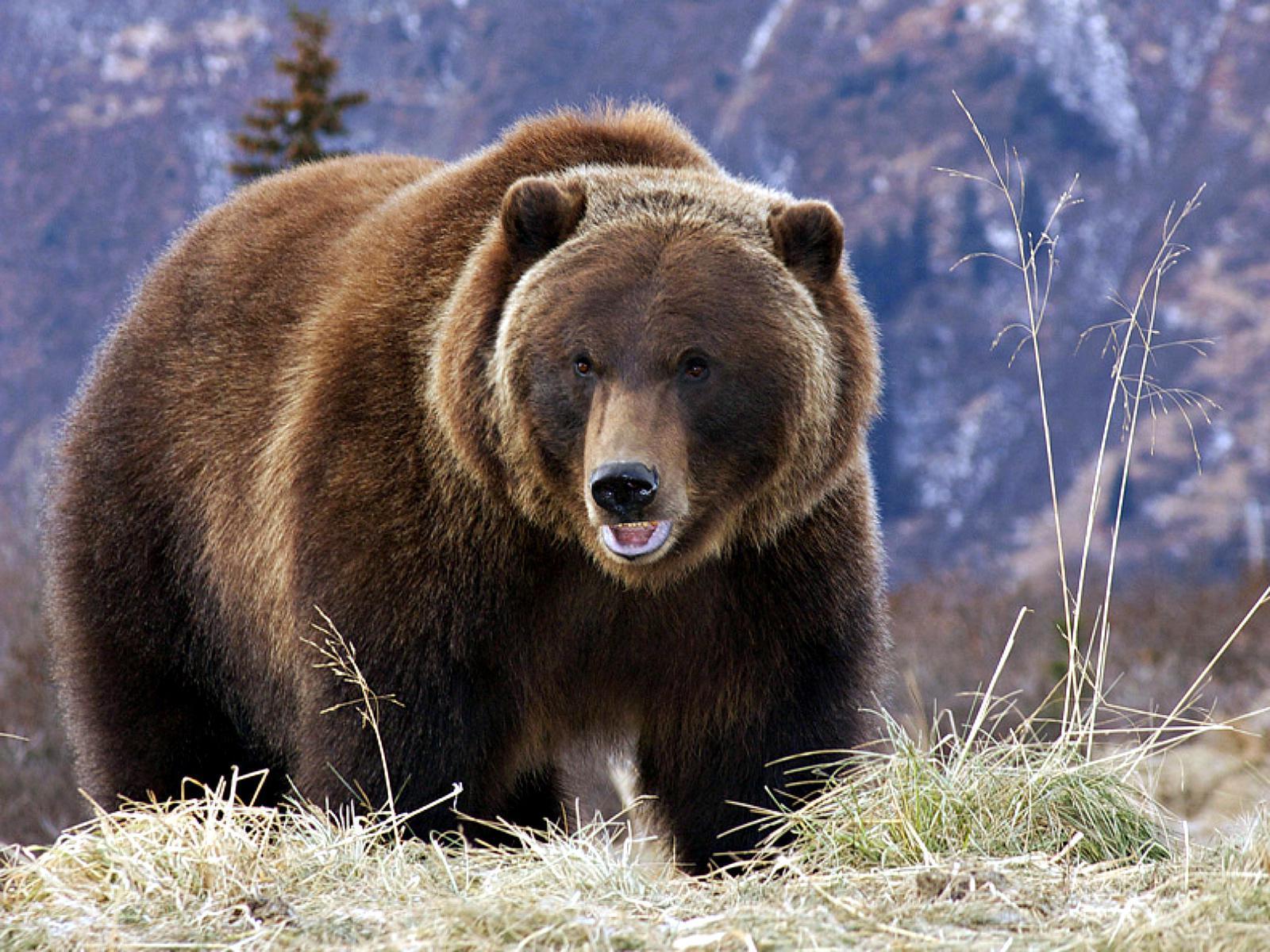 California Grizzly Bear. The Golden State. Bears