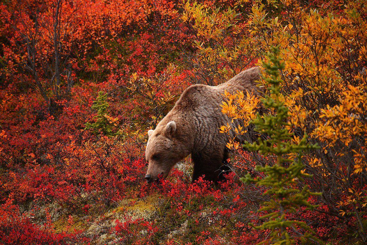 High Quality Grizzly Bear Picture Wallpaper. Full HD Picture