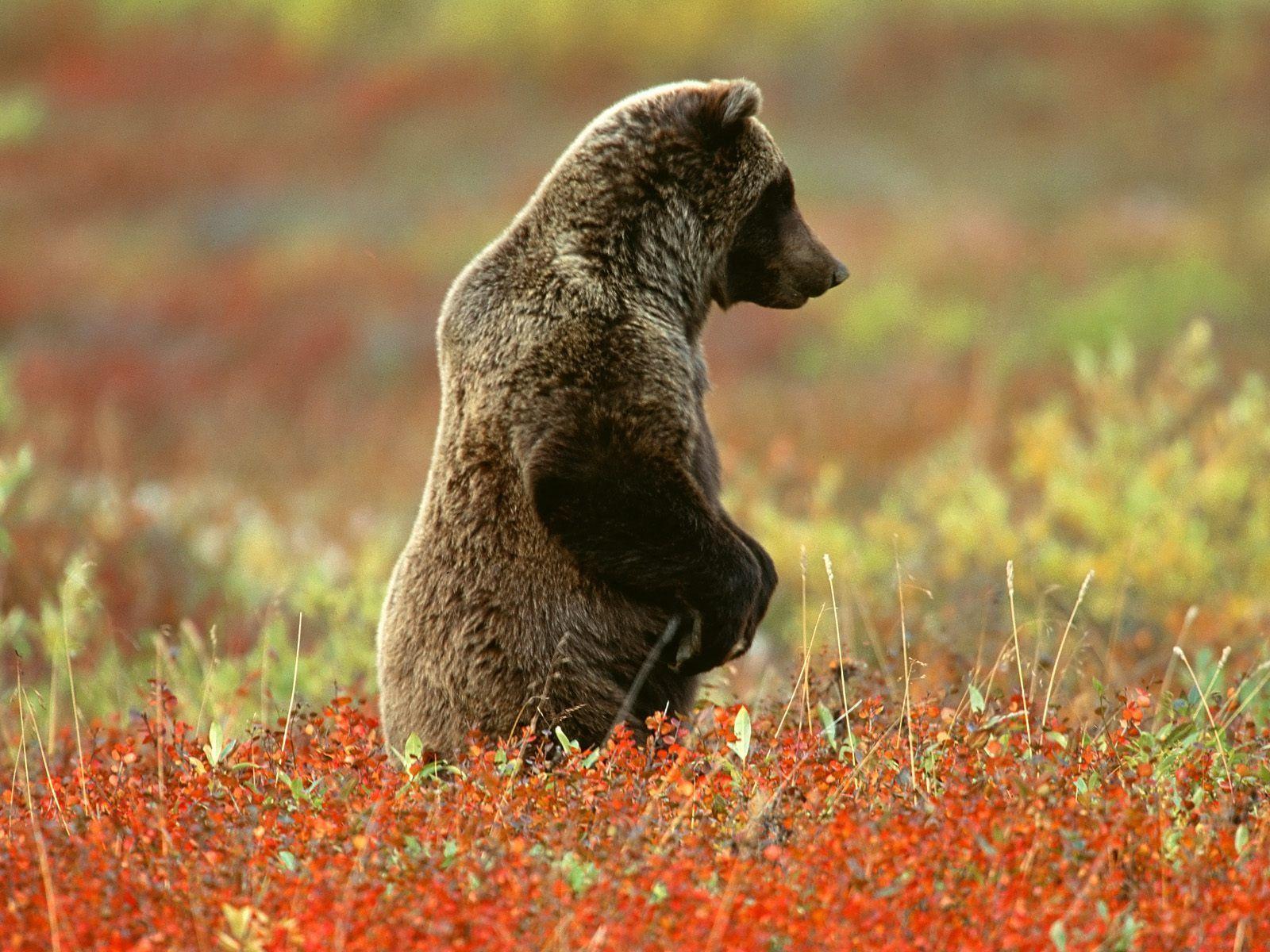 Bear Wallpaper HD Picture