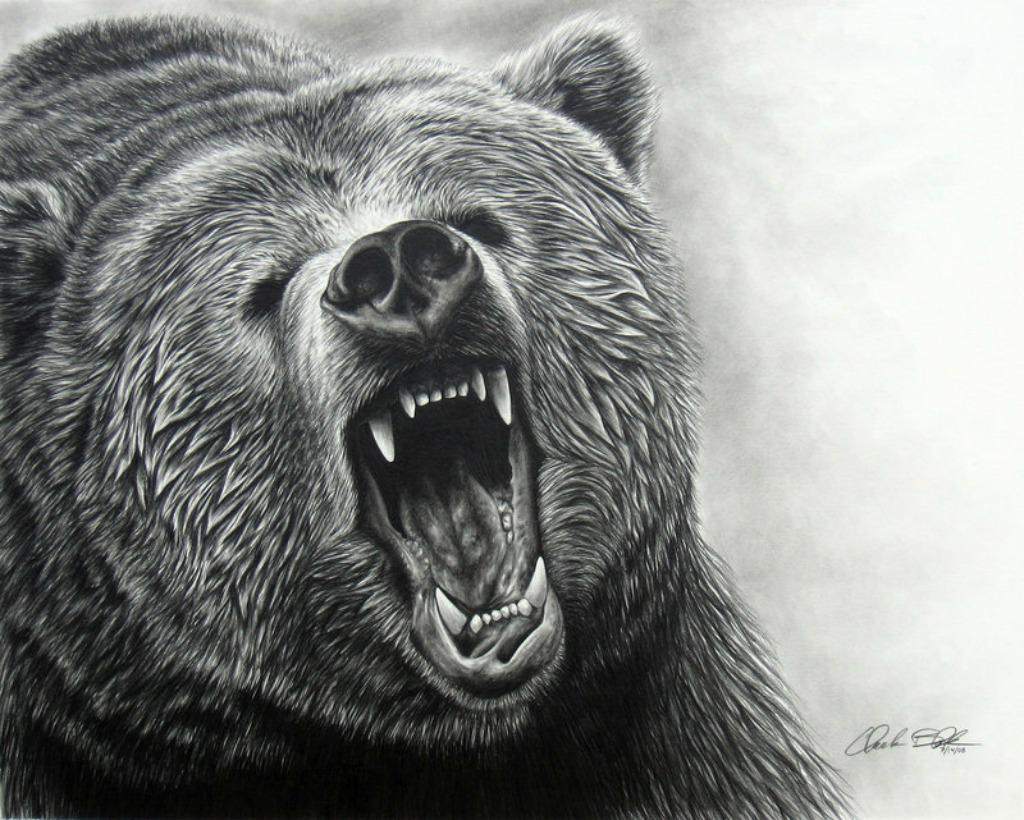 Grizzly Bears Drawings
