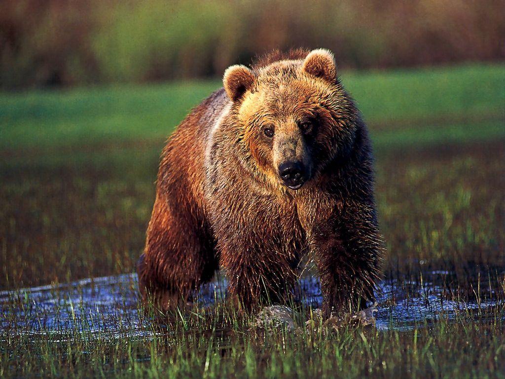 Picture Of Grizzly Bears wallpaperx768