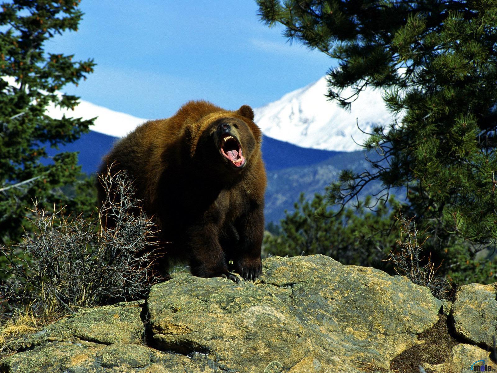 Awesome Picture Of Grizzly Bears Pics. Picture Of Grizzly Bears