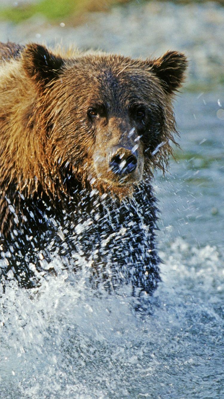 IPhone 6 Grizzly bear Wallpaper HD, Desktop Background 750x1334