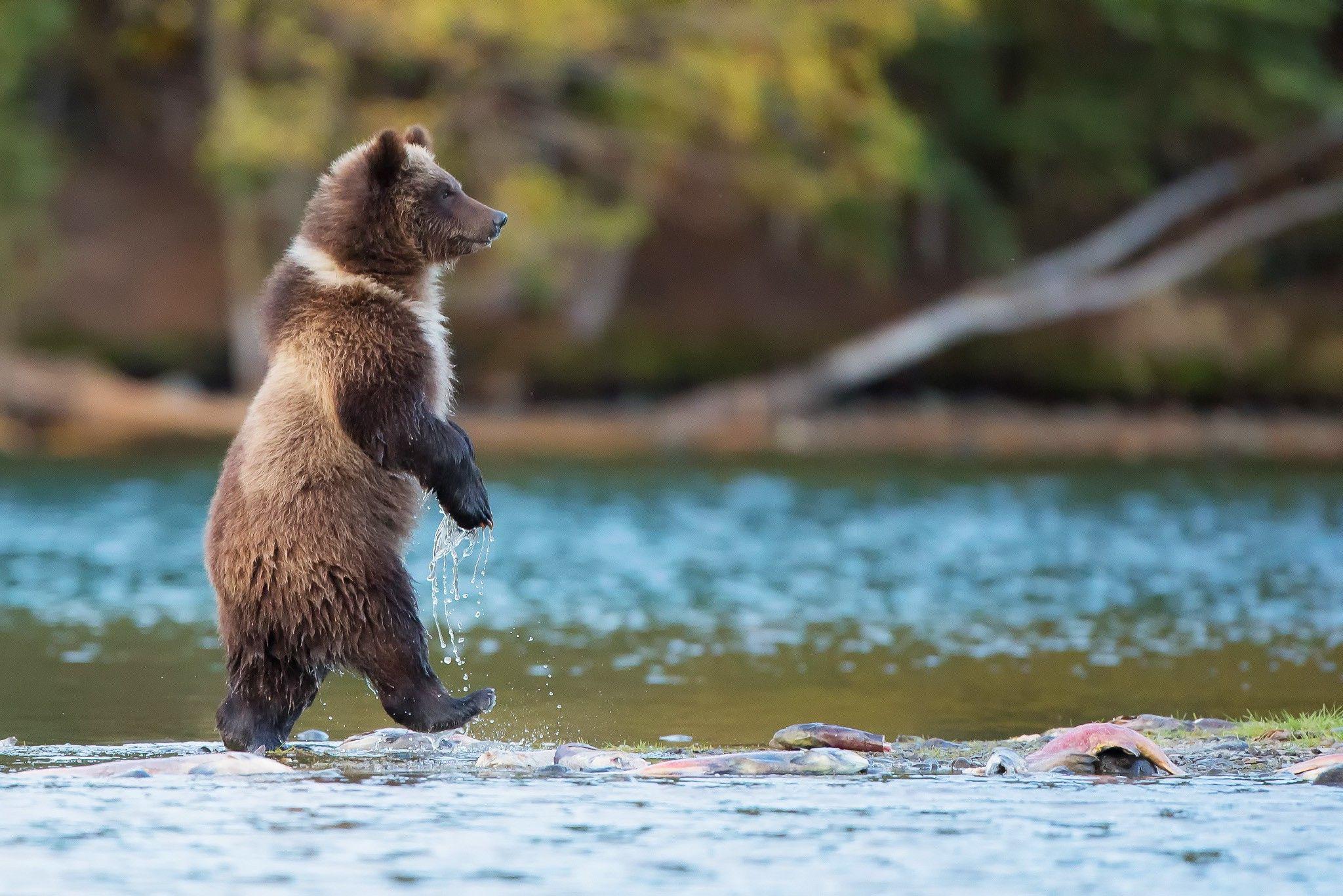 bears, Nature, Animals, River, Baby Animals, Grizzly Bears