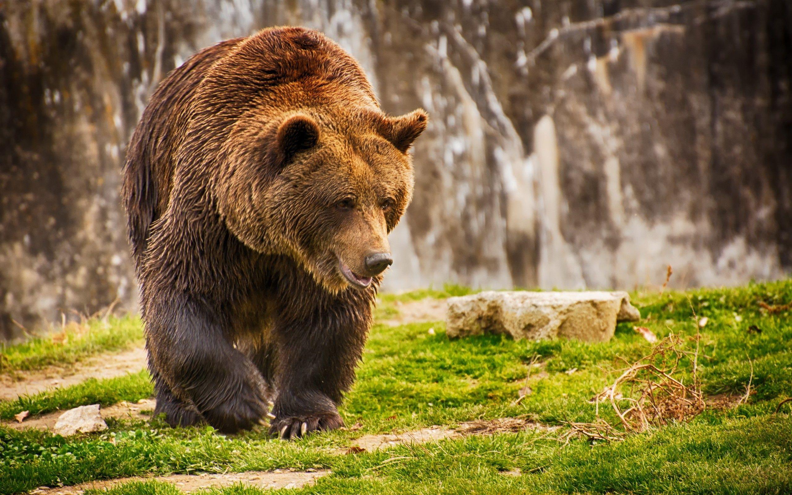 Wallpaper brown bear, bear, romania, grass, wet bear desktop