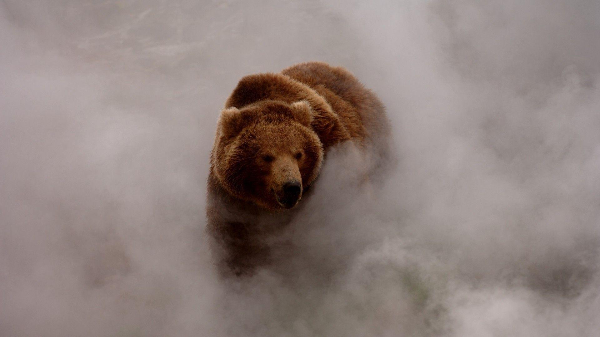 nature, Animals, Bears, Smoke, Dust, Grizzly Bear, Wildlife