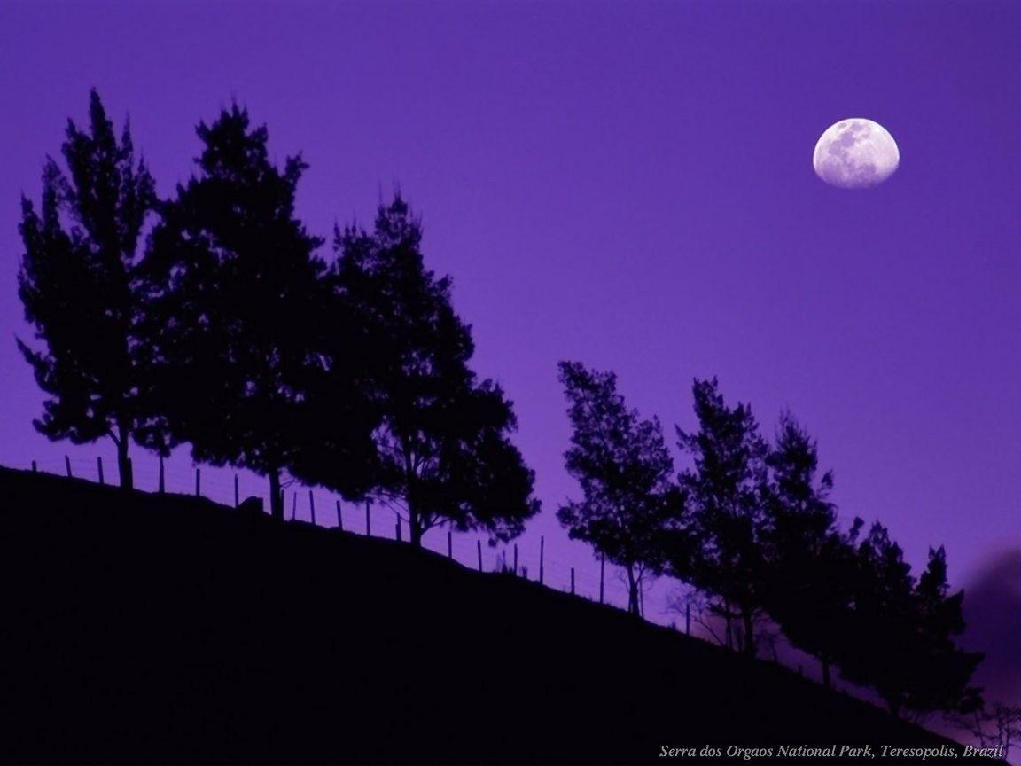 Forest: Purple Night Sky Moon Black Trees Forest Wallpaper Desktop