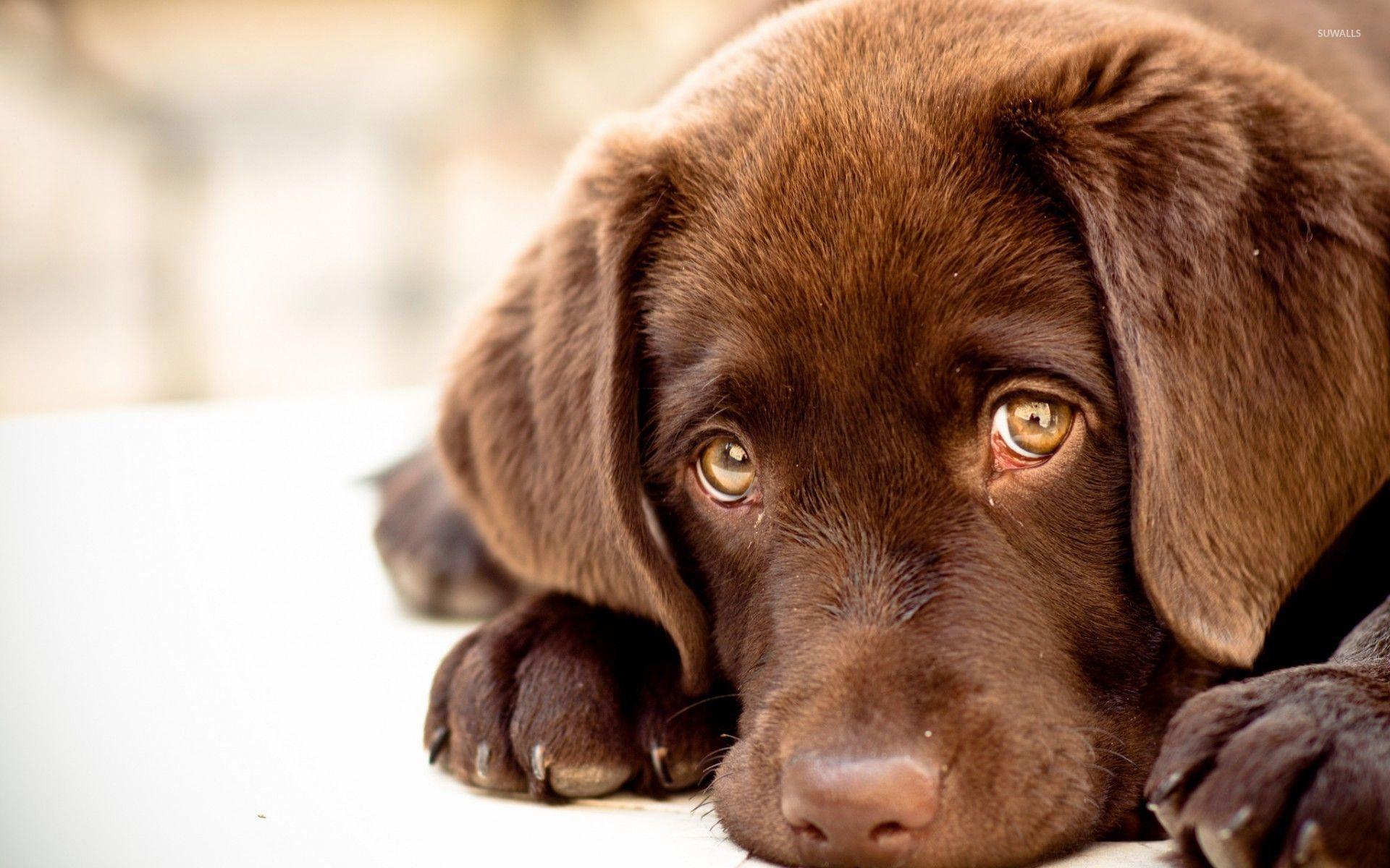 Labradors Wallpapers - Wallpaper Cave