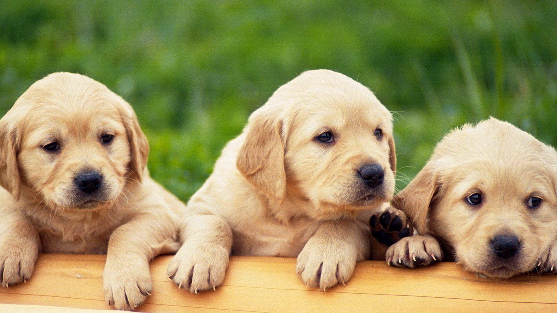 Baby Animals: Retriever Animals Labradors Puppies Labrador Pets
