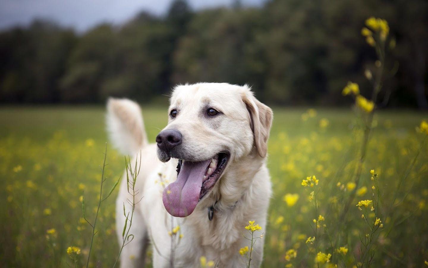 Labrador Wallpaper Apps on Google Play