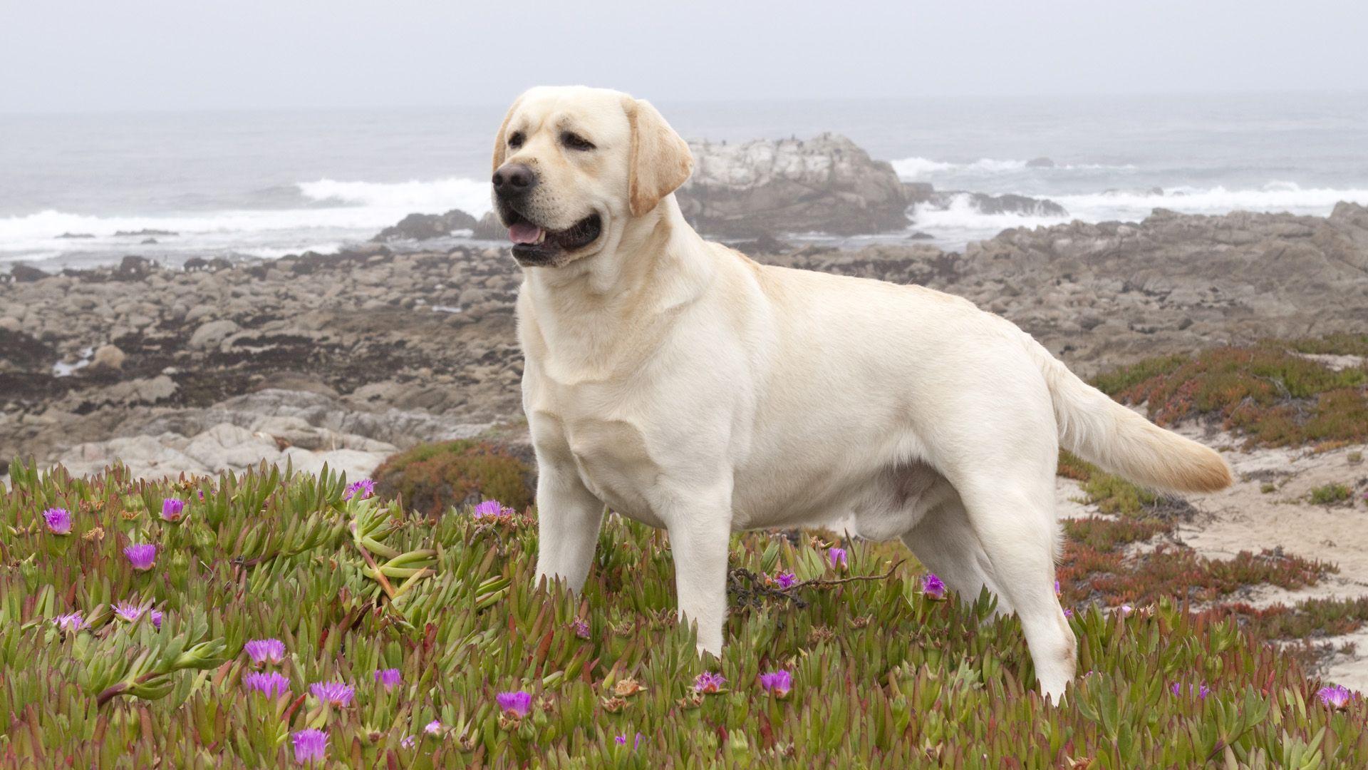 Labrador Retriever Dog Information, Photo