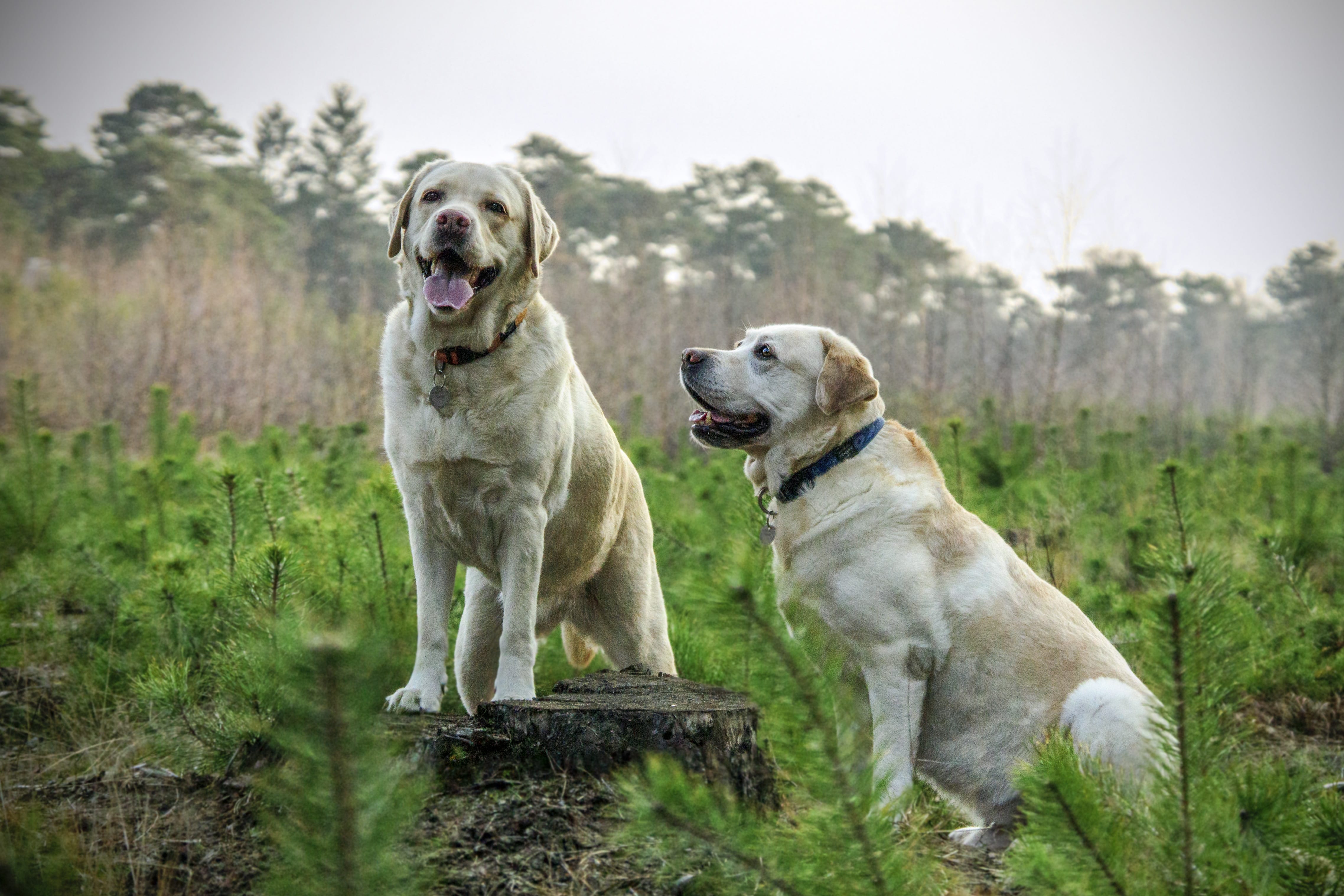 Dogs Wallpaper two labradors FREE Wallpaper Collection