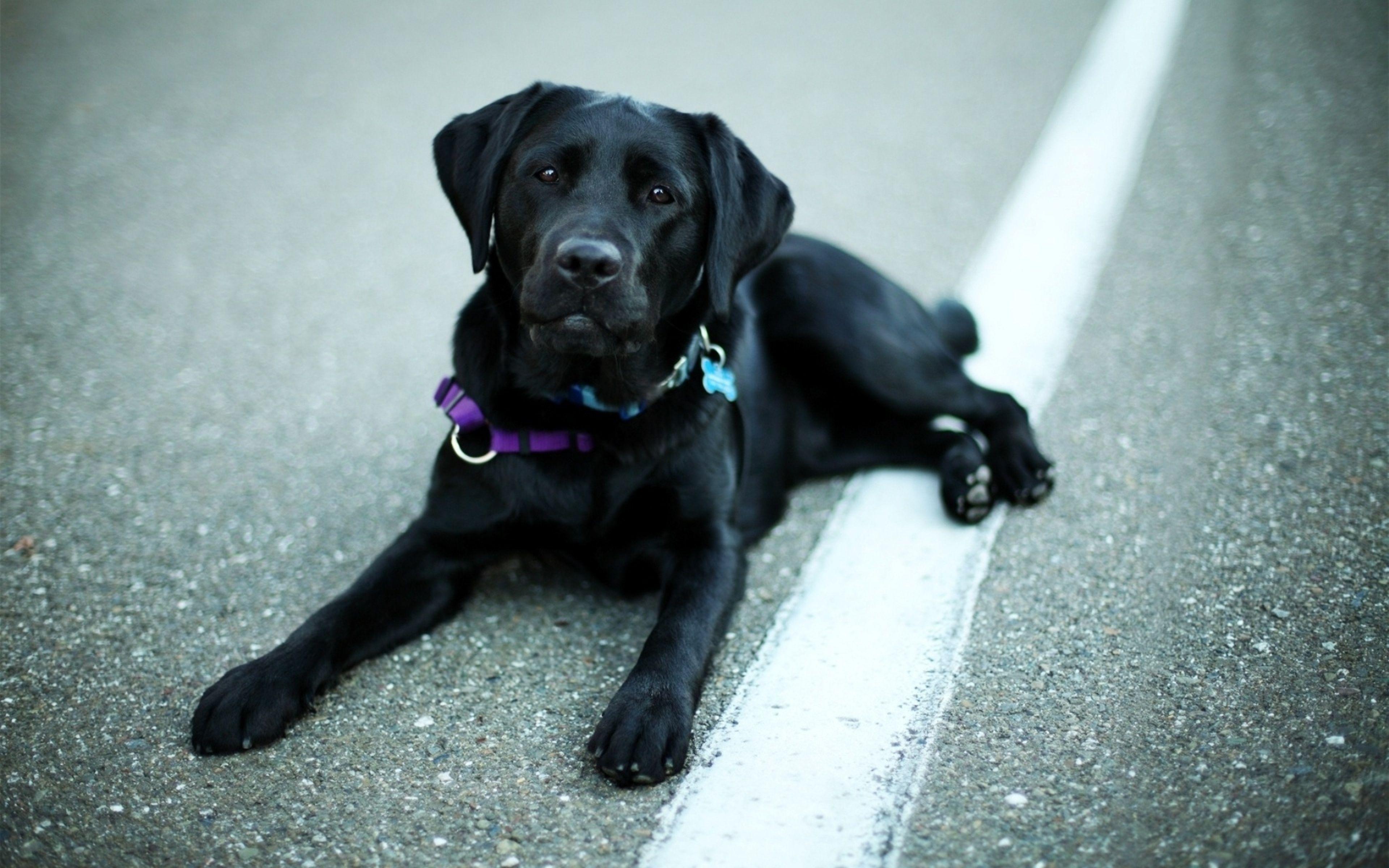 Ultra HD 4K Labrador Wallpaper HD, Desktop Background