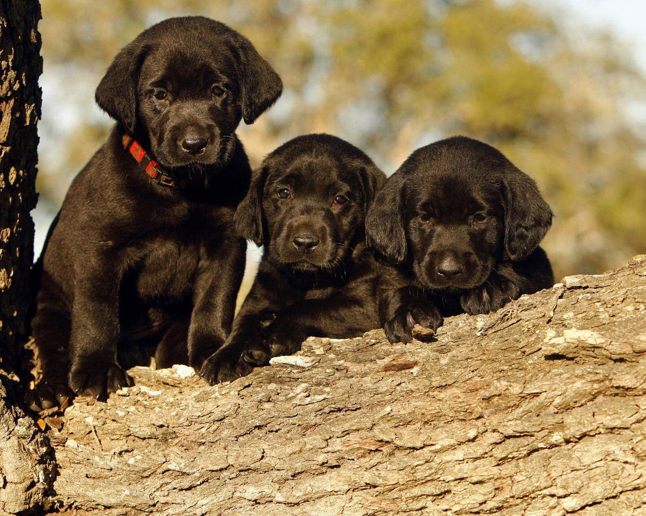 Download Free Modern Black Labrador The Wallpaper 2048x1536. HD