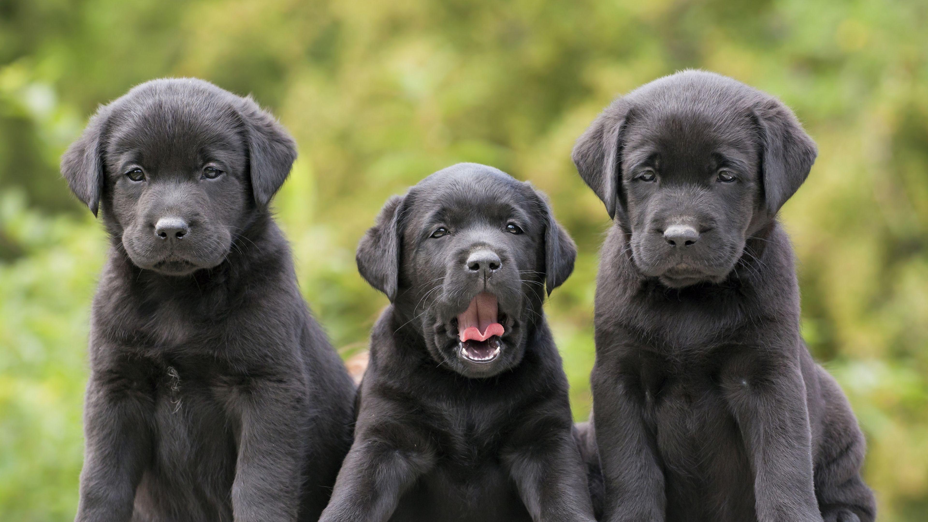 Download Wallpaper 3840x2160 Labradors, Retrievers, Puppies, Three